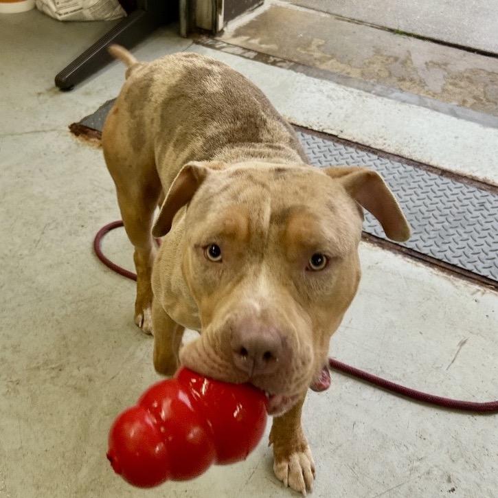 Enlarge Major, a Adoptable mixed breed in Middleburg Heights , OH image 4/6
