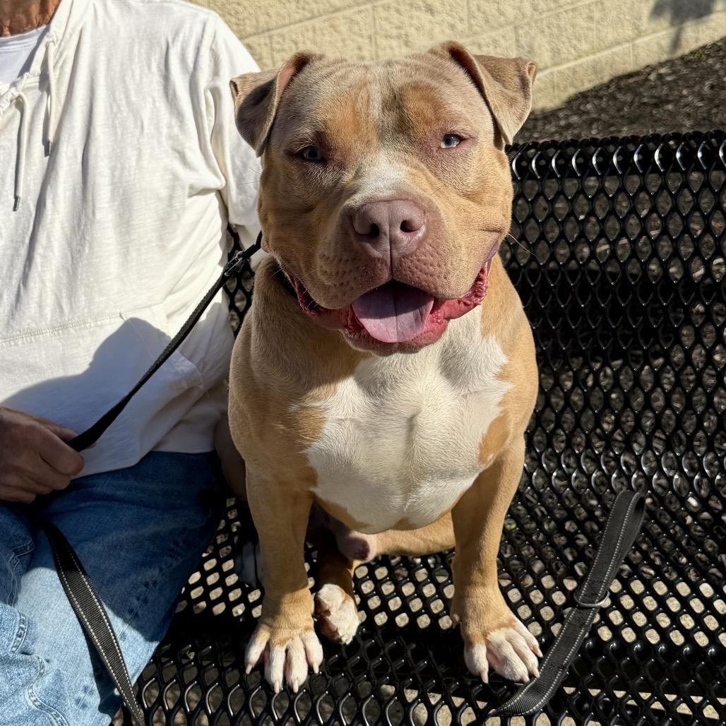 Enlarge Major, a Adoptable mixed breed in Middleburg Heights , OH image 5/6