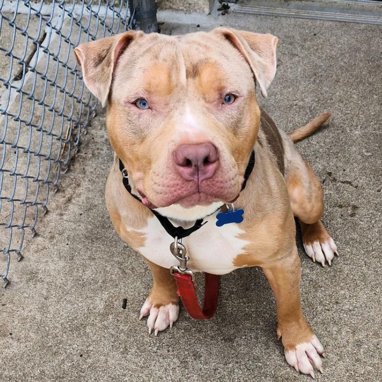 Enlarge Major, a Adoptable mixed breed in Middleburg Heights , OH image 6/6