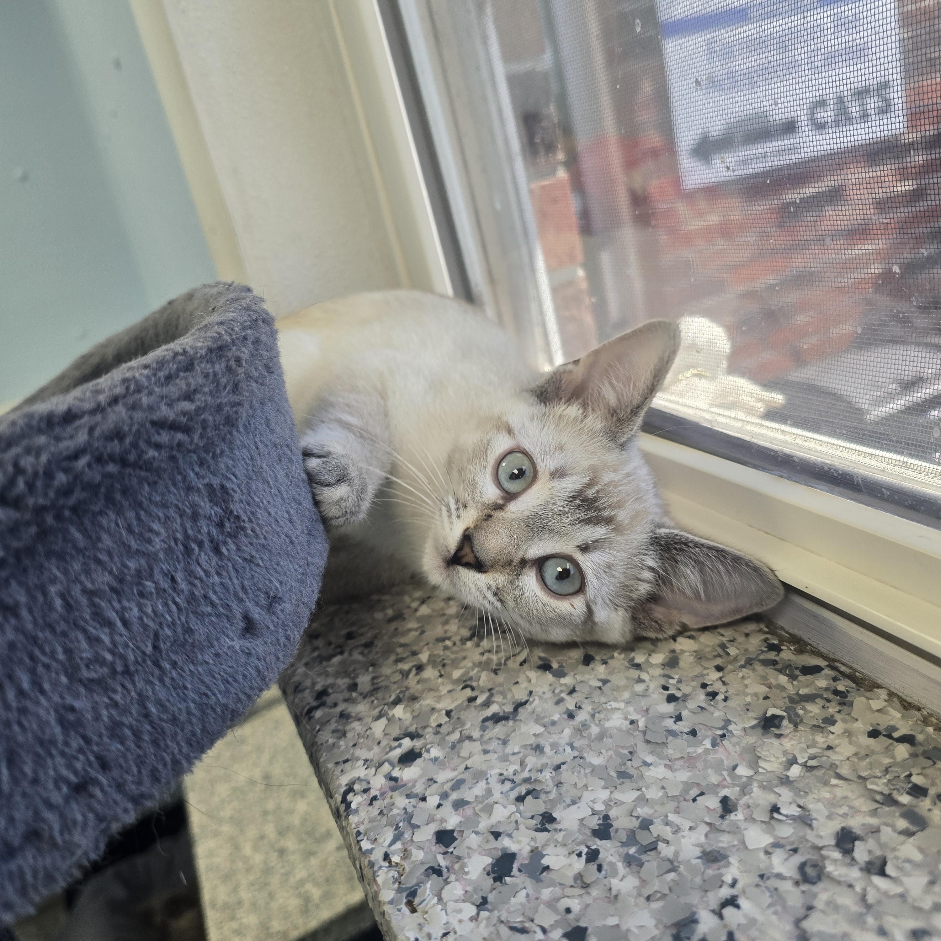 Enlarge Celeste, an adopted Domestic Short Hair in Farmington, MO image 2/2