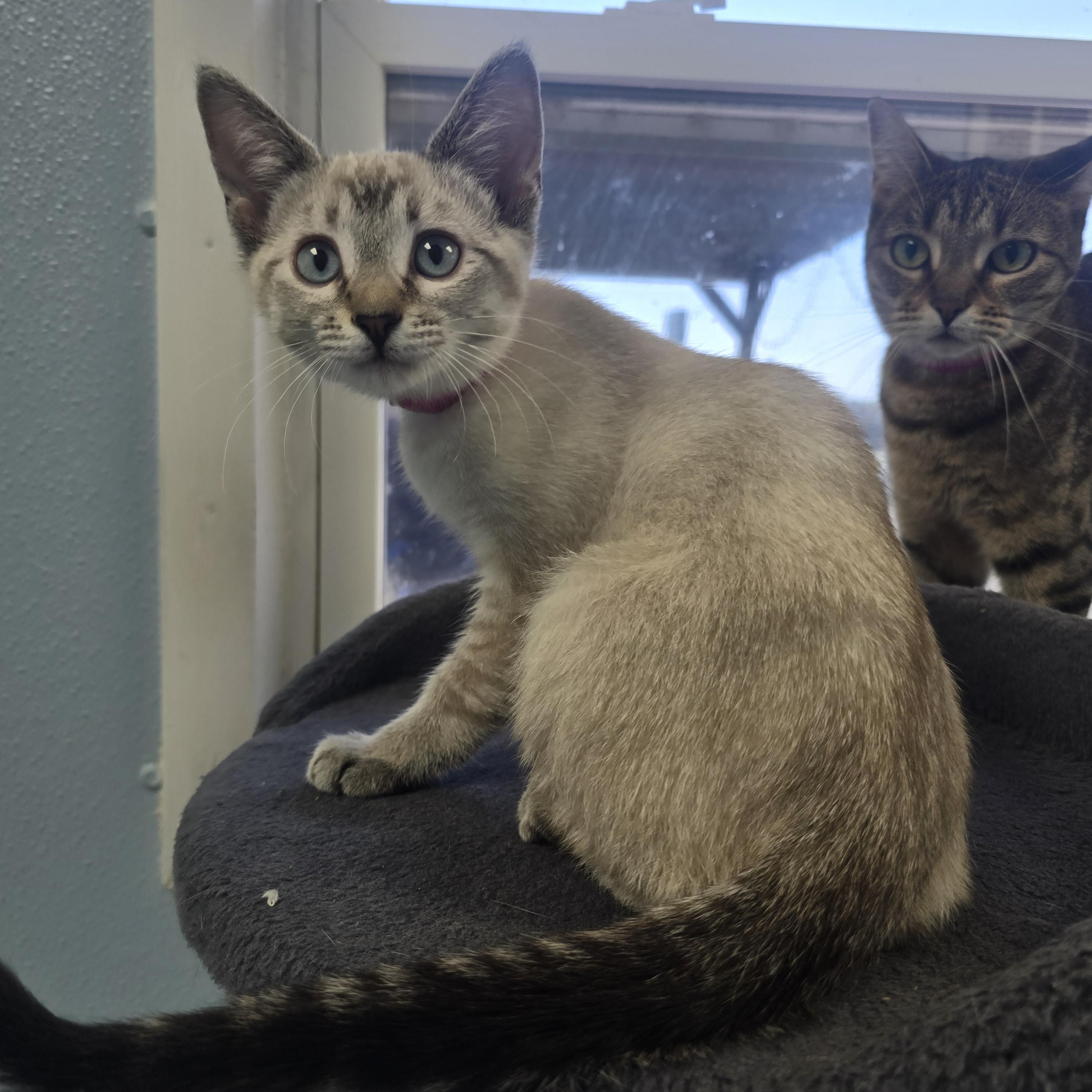 Celeste, adopted, Kitten Female Domestic Short Hair.