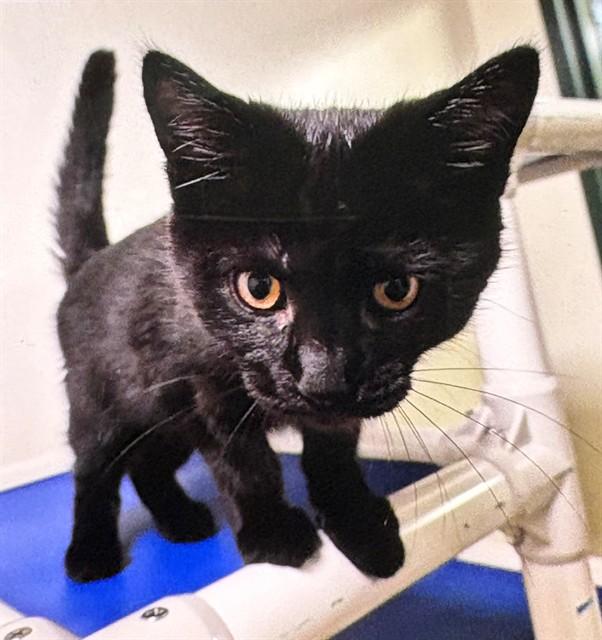 BIRCH, Adoptable, Kitten Male Domestic Short Hair.