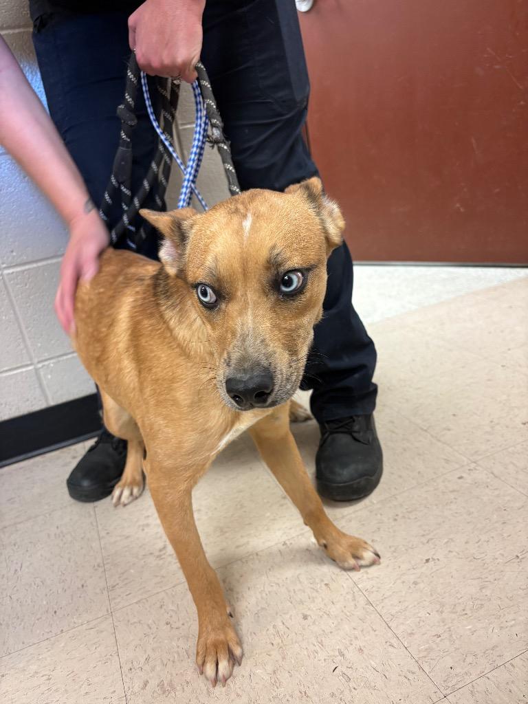 Rosalind, Adoptable, Young Female Australian Cattle Dog / Blue Heeler & Mixed Breed.