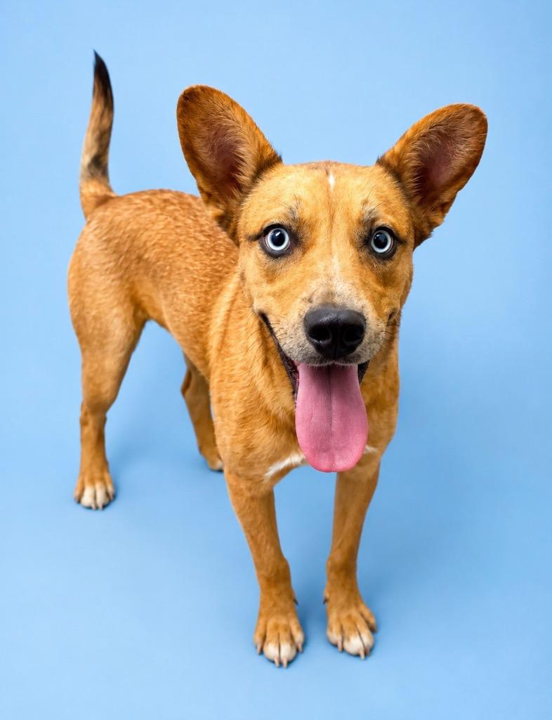 Enlarge Rosalind, a Adoptable mixed breed in Rock Springs, WY image 2/2