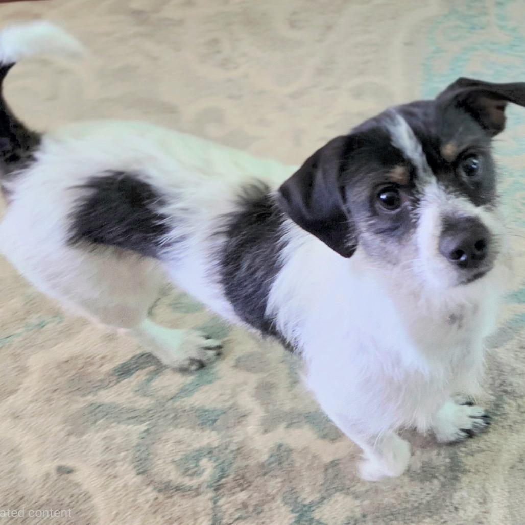 Oreo, Adoptable, Adult Male Rat Terrier.