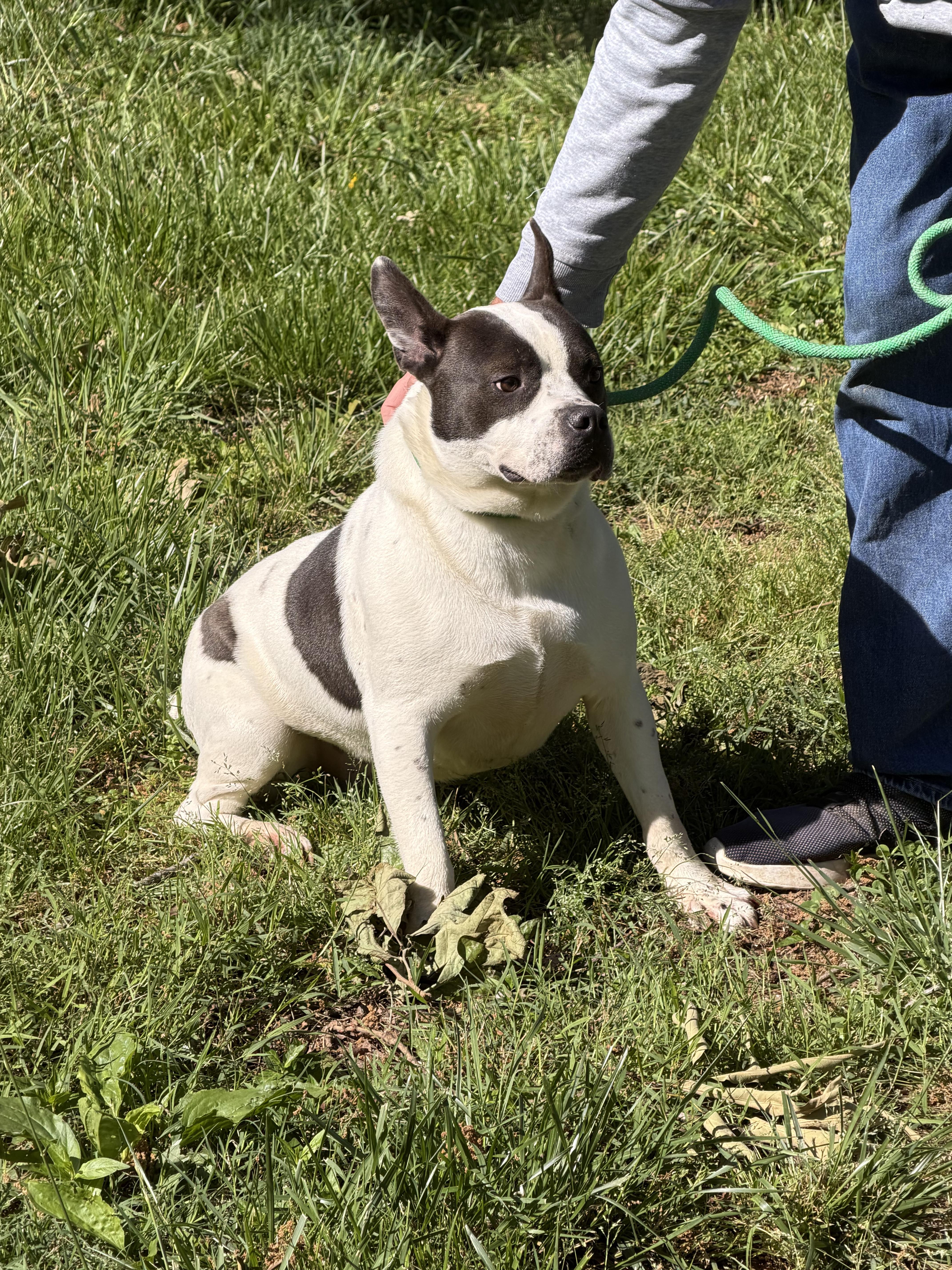 Fido, ADOPTABLE, Adult Male American Staffordshire Terrier.