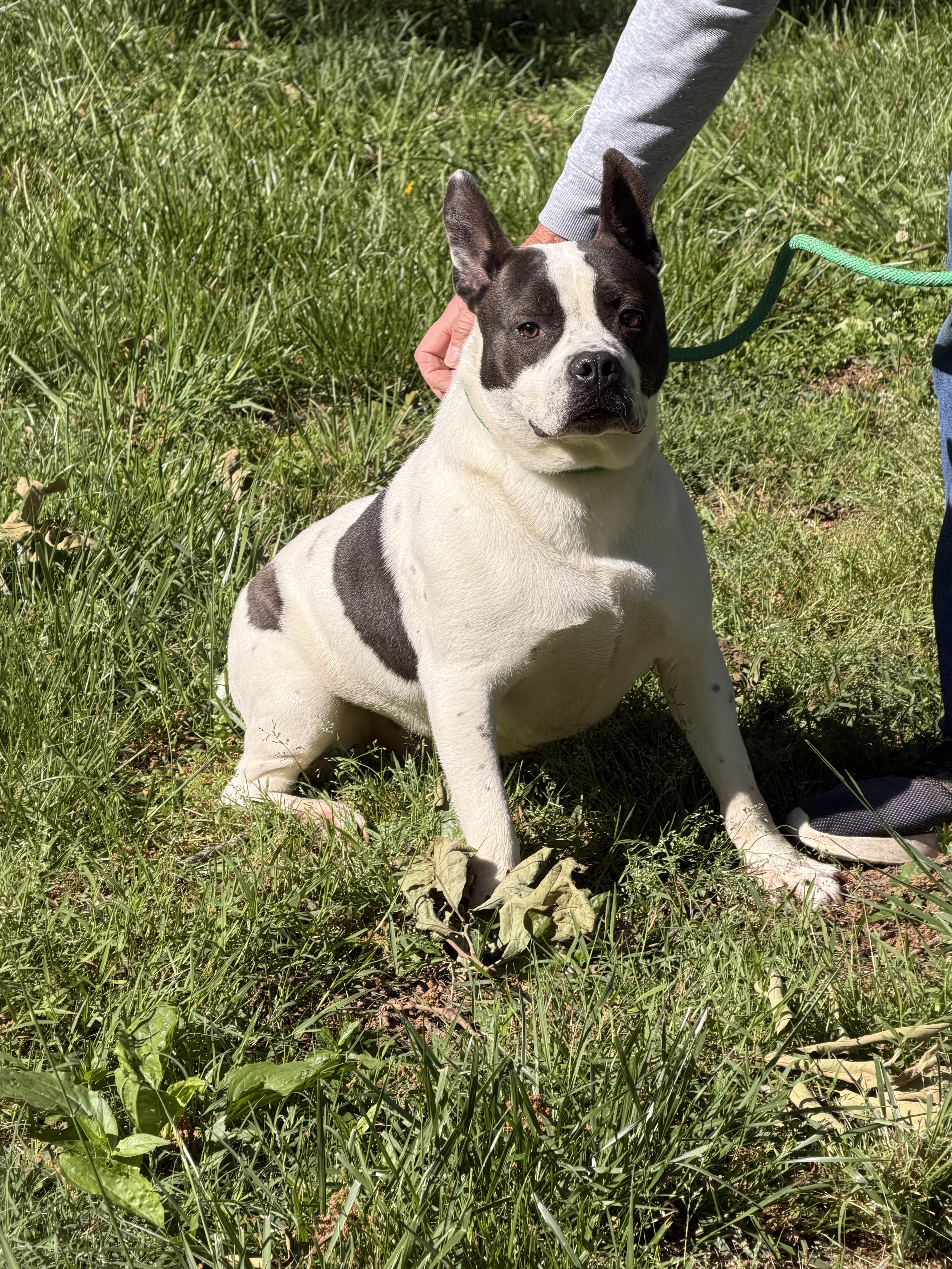 Enlarge Fido, a ADOPTABLE American Staffordshire Terrier in Dickson, TN image 2/3