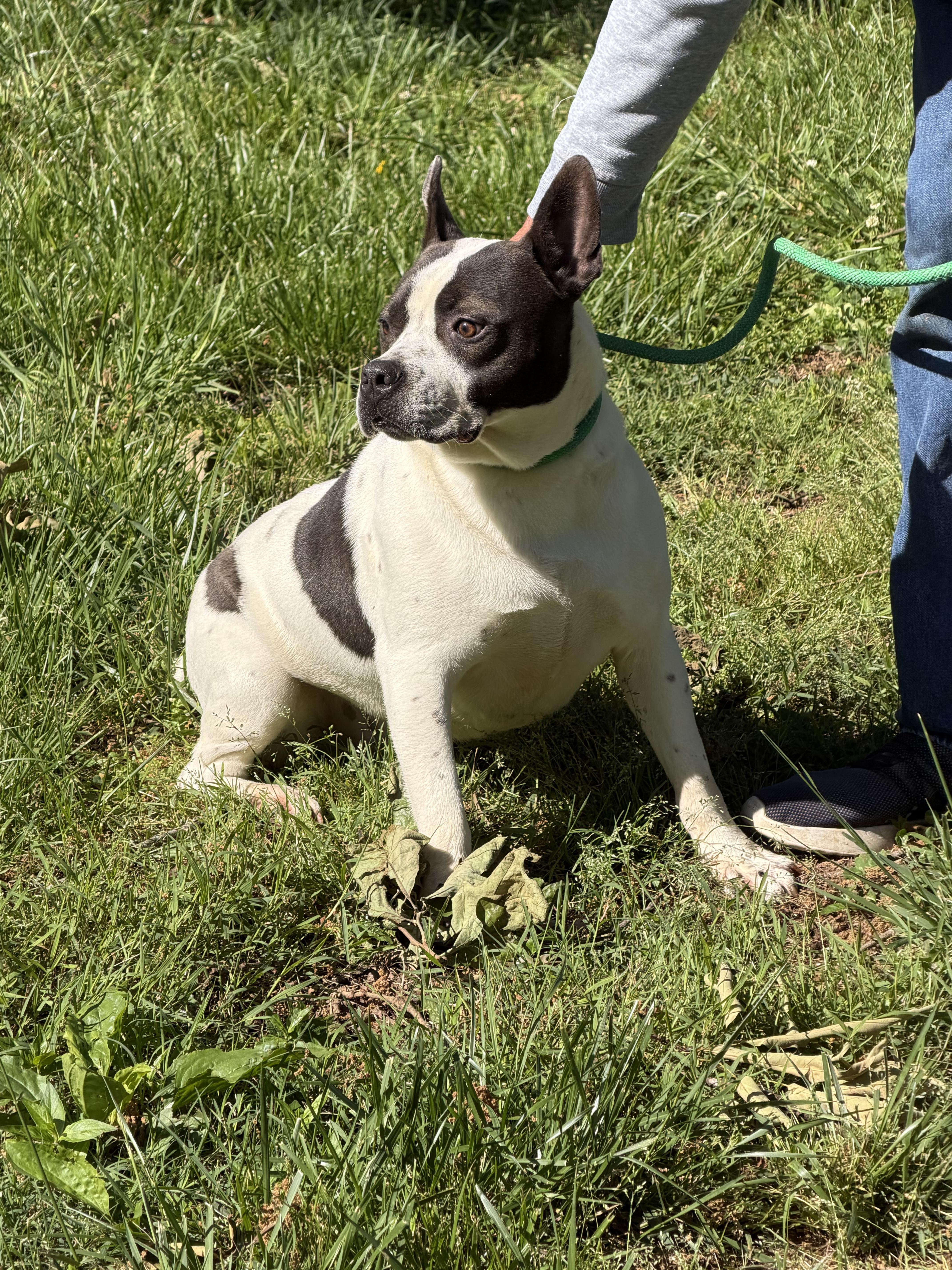 Enlarge Fido, a ADOPTABLE American Staffordshire Terrier in Dickson, TN image 3/3