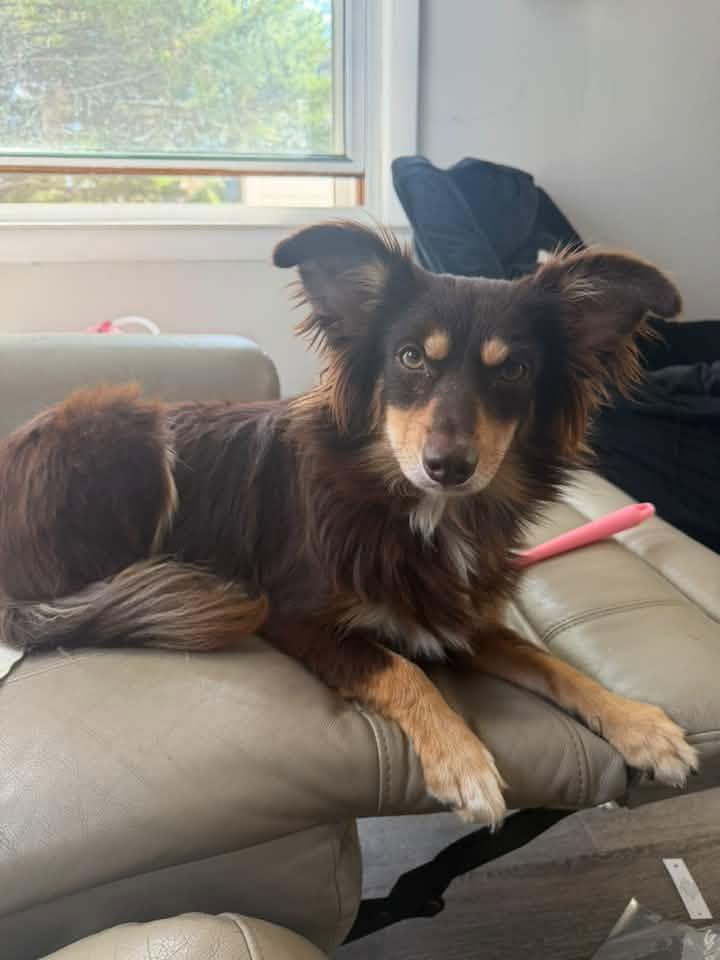 Enlarge Bridgette $550, a Adoptable mixed breed in Milwaukee, WI image 1/3