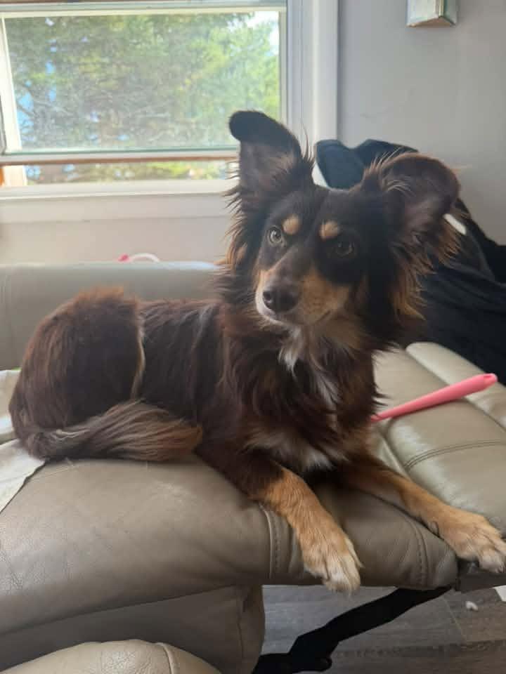 Enlarge Bridgette $550, a Adoptable mixed breed in Milwaukee, WI image 2/3