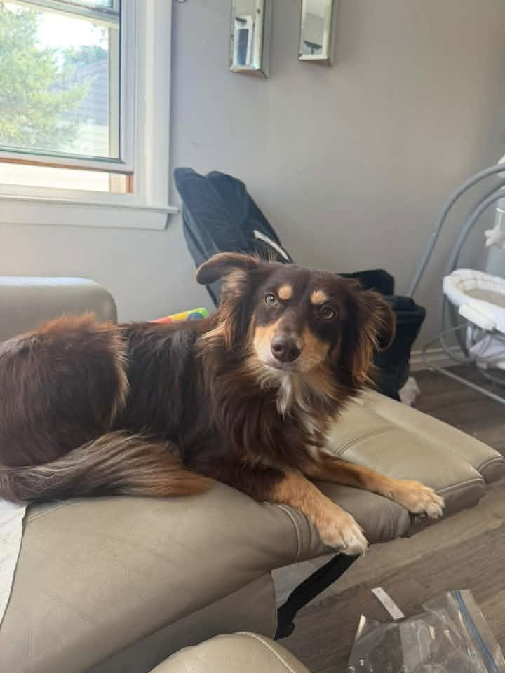 Enlarge Bridgette $550, a Adoptable mixed breed in Milwaukee, WI image 3/3