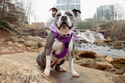Enlarge Stormi, a Adoptable mixed breed in Greenville, SC image 2/3
