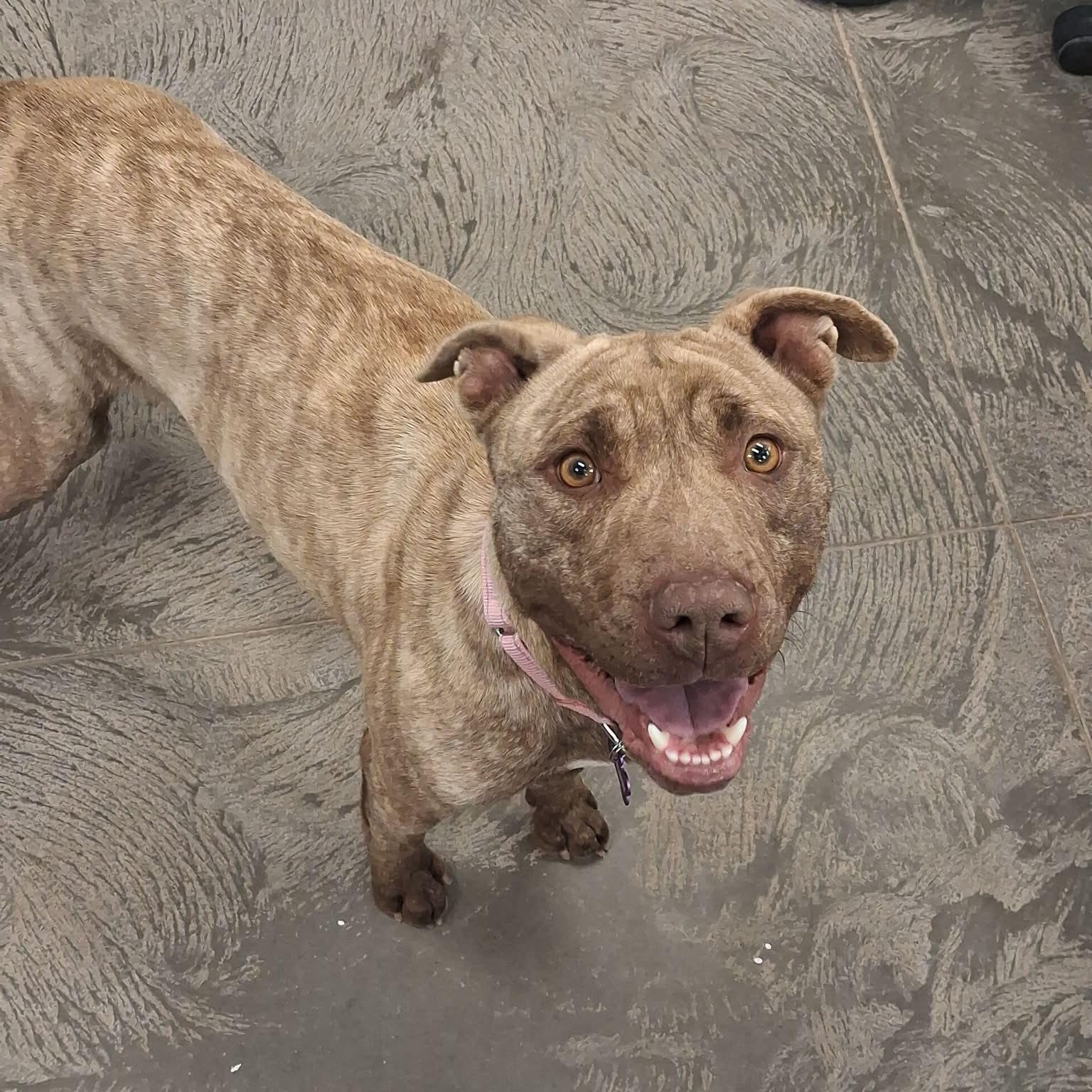 Enlarge Topaz, an adopted mixed breed in Roosevelt, UT image 4/4