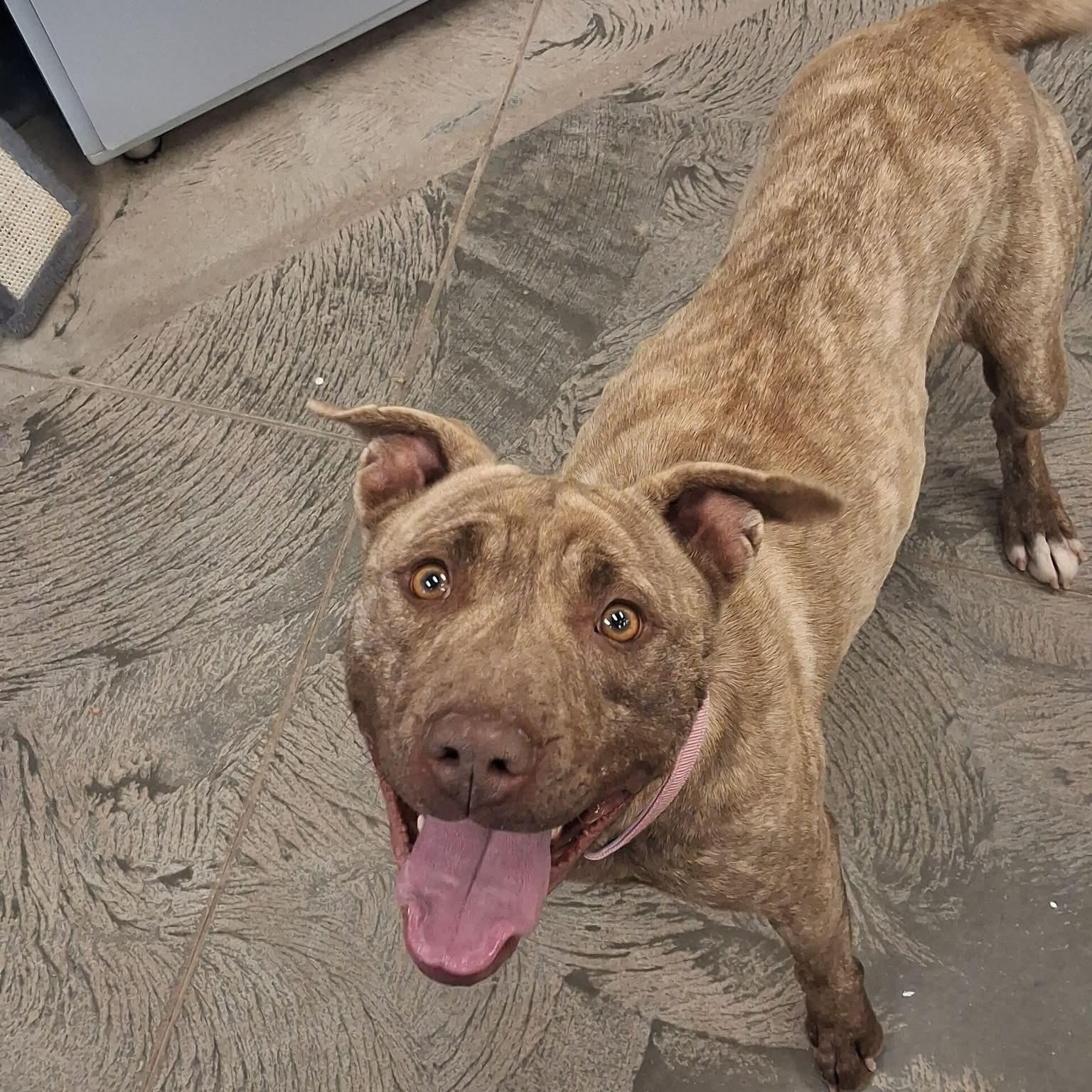 Enlarge Topaz, an adopted mixed breed in Roosevelt, UT image 2/4