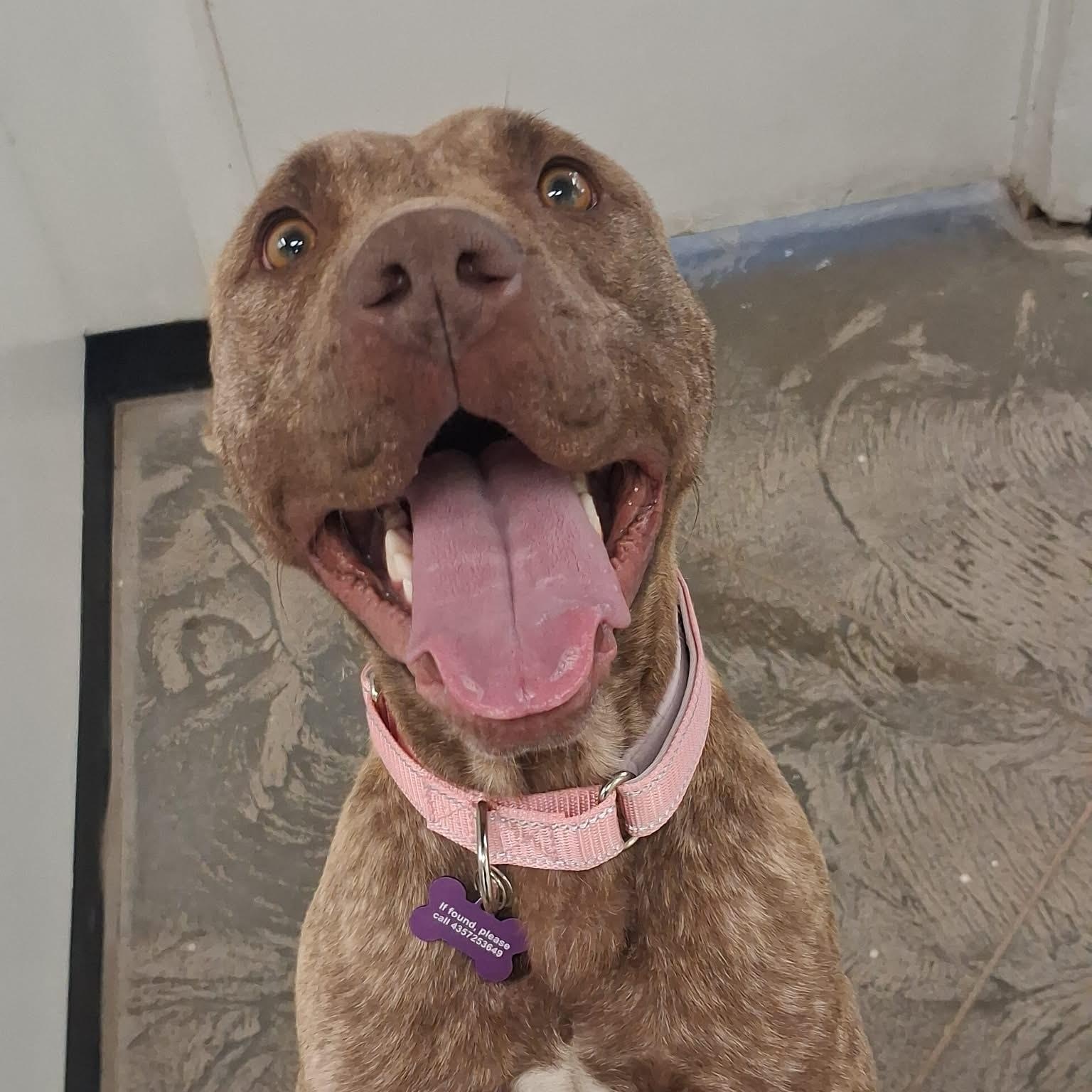 Enlarge Topaz, an adopted mixed breed in Roosevelt, UT image 3/4