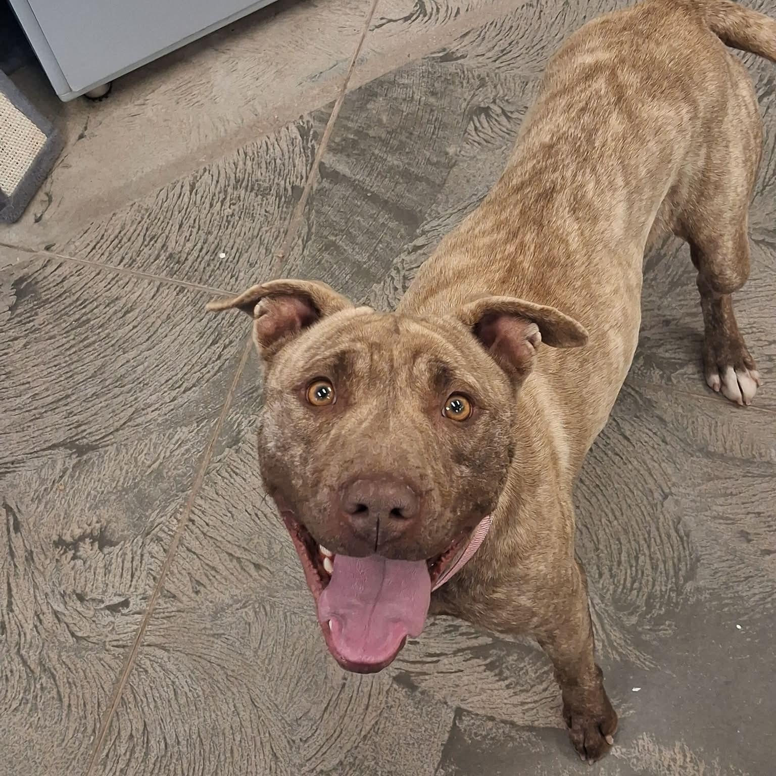 Topaz, adopted, Adult Female Pit Bull Terrier.