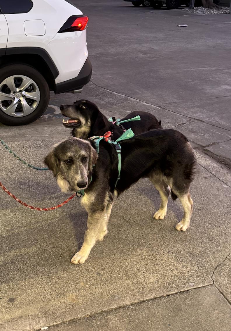 Enlarge Wall-E, a ADOPTABLE mixed breed in Sacramento, CA image 4/4