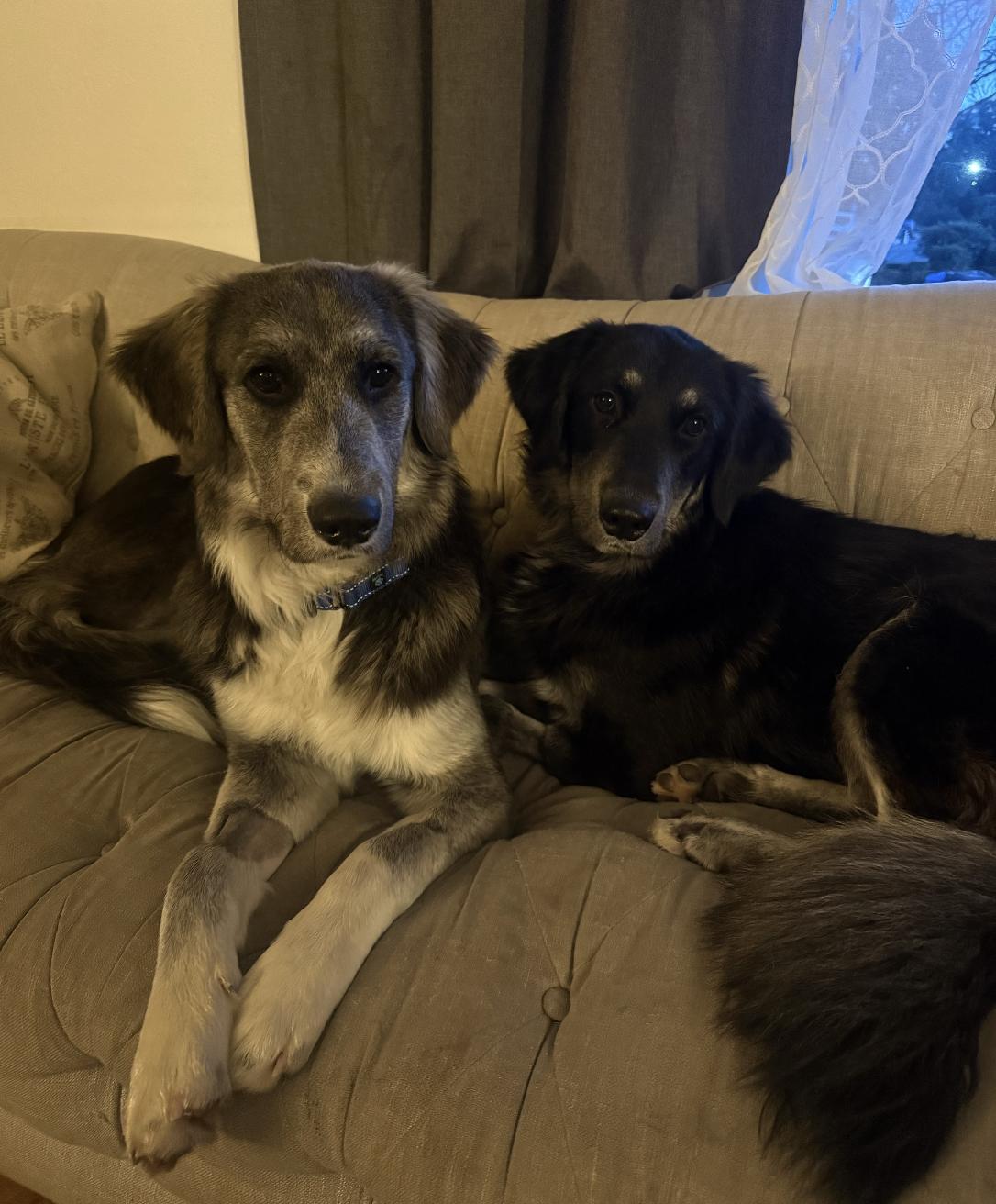 Enlarge Wall-E, a ADOPTABLE mixed breed in Sacramento, CA image 2/4