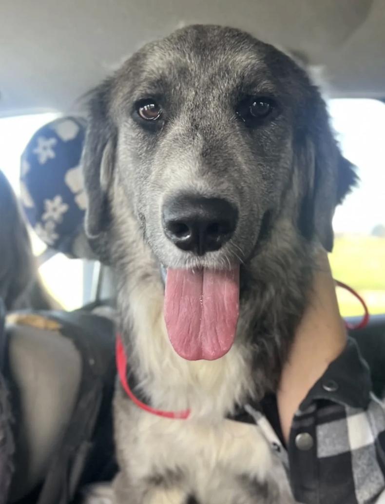 Enlarge Wall-E, a ADOPTABLE mixed breed in Sacramento, CA image 1/4