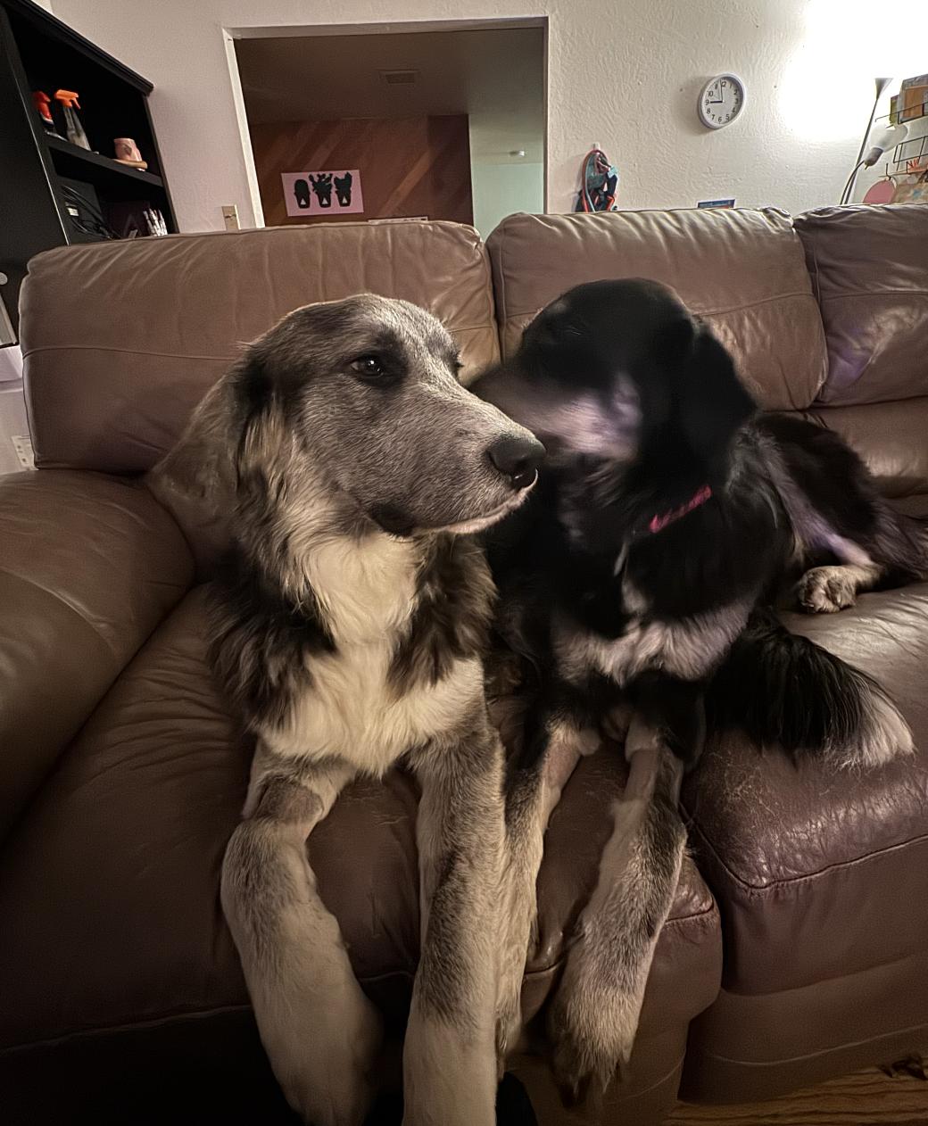 Enlarge Wall-E, a ADOPTABLE mixed breed in Sacramento, CA image 3/4