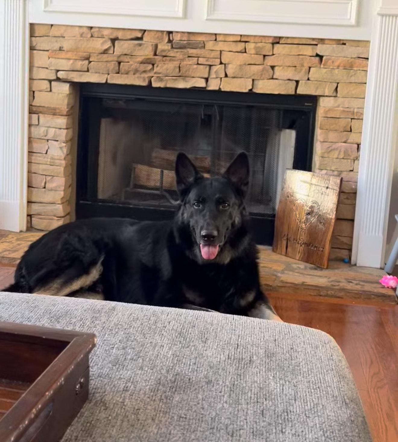 Enlarge Jaxson, a Adopted German Shepherd Dog in Roswell, GA image 1/1