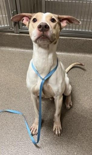 Enlarge Yoda, a ADOPTABLE mixed breed in Jamaica Plain, MA image 3/4