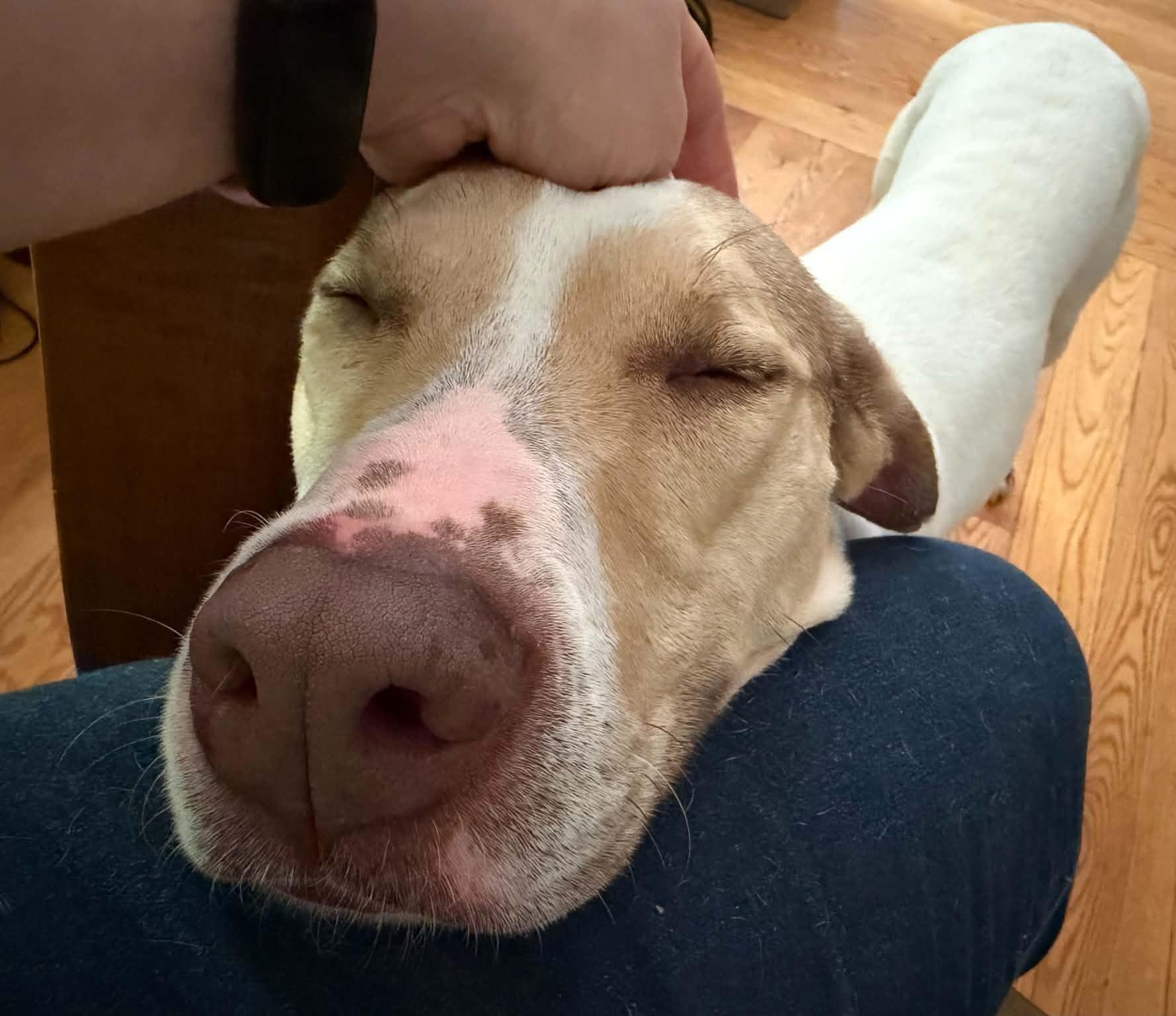 Enlarge Yoda, a ADOPTABLE mixed breed in Jamaica Plain, MA image 1/4