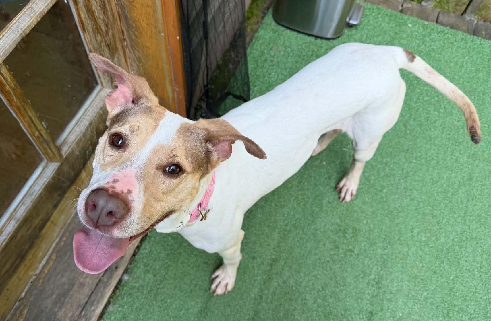 Enlarge Yoda, a ADOPTABLE mixed breed in Jamaica Plain, MA image 2/4