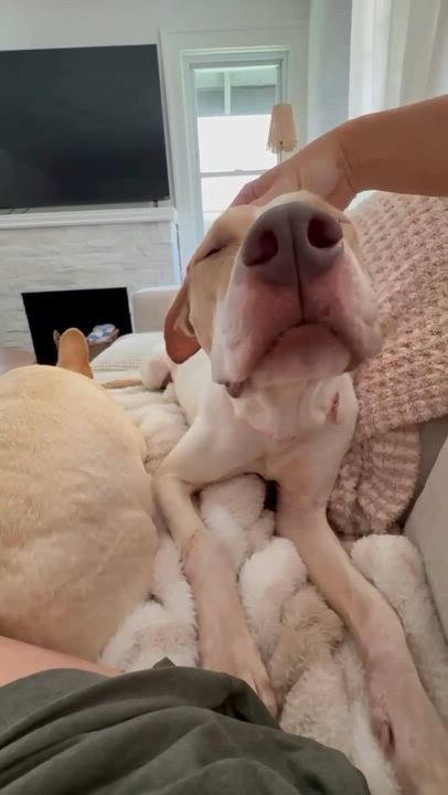 Enlarge Yoda, a ADOPTABLE mixed breed in Jamaica Plain, MA video 4/4