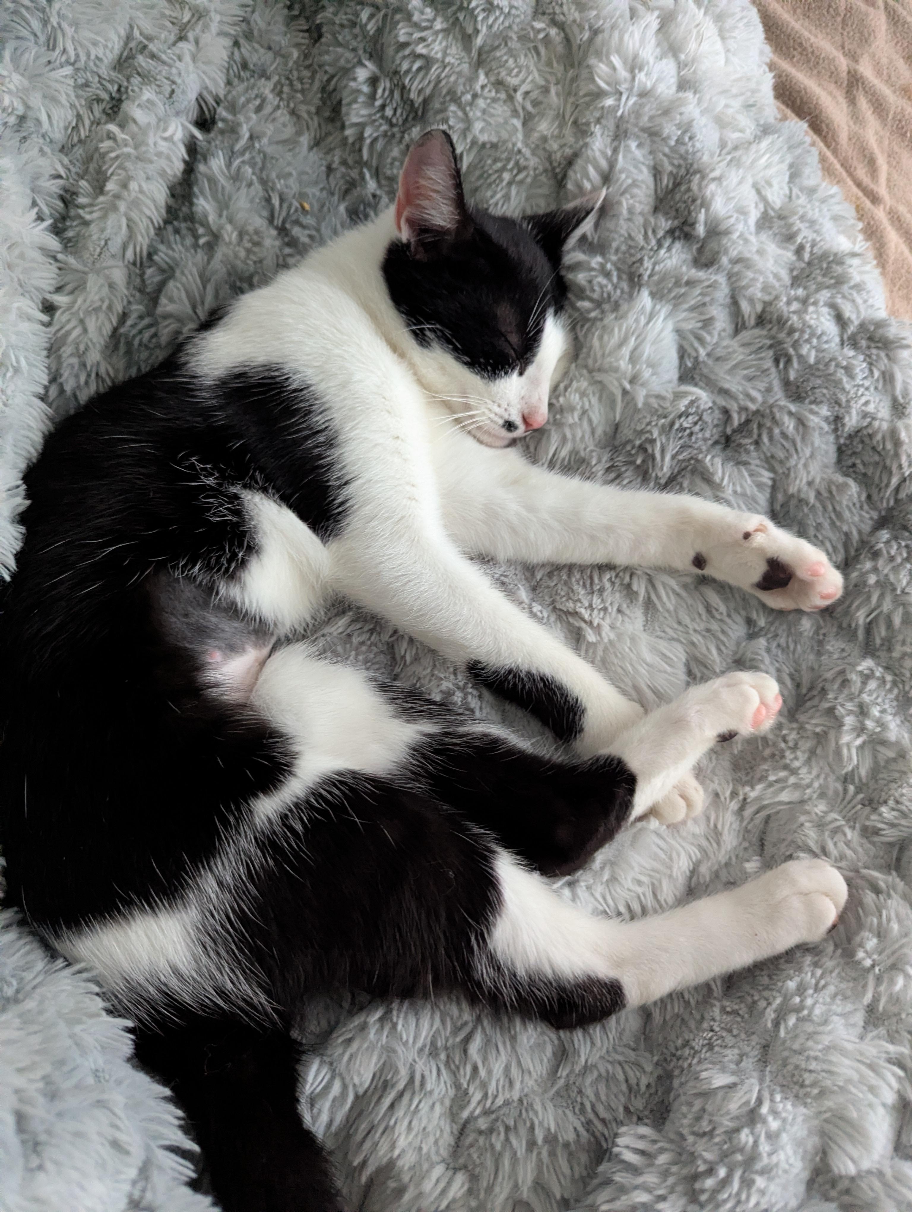 Enlarge Juliet , a Adoptable Domestic Short Hair in Malden, MA image 5/6