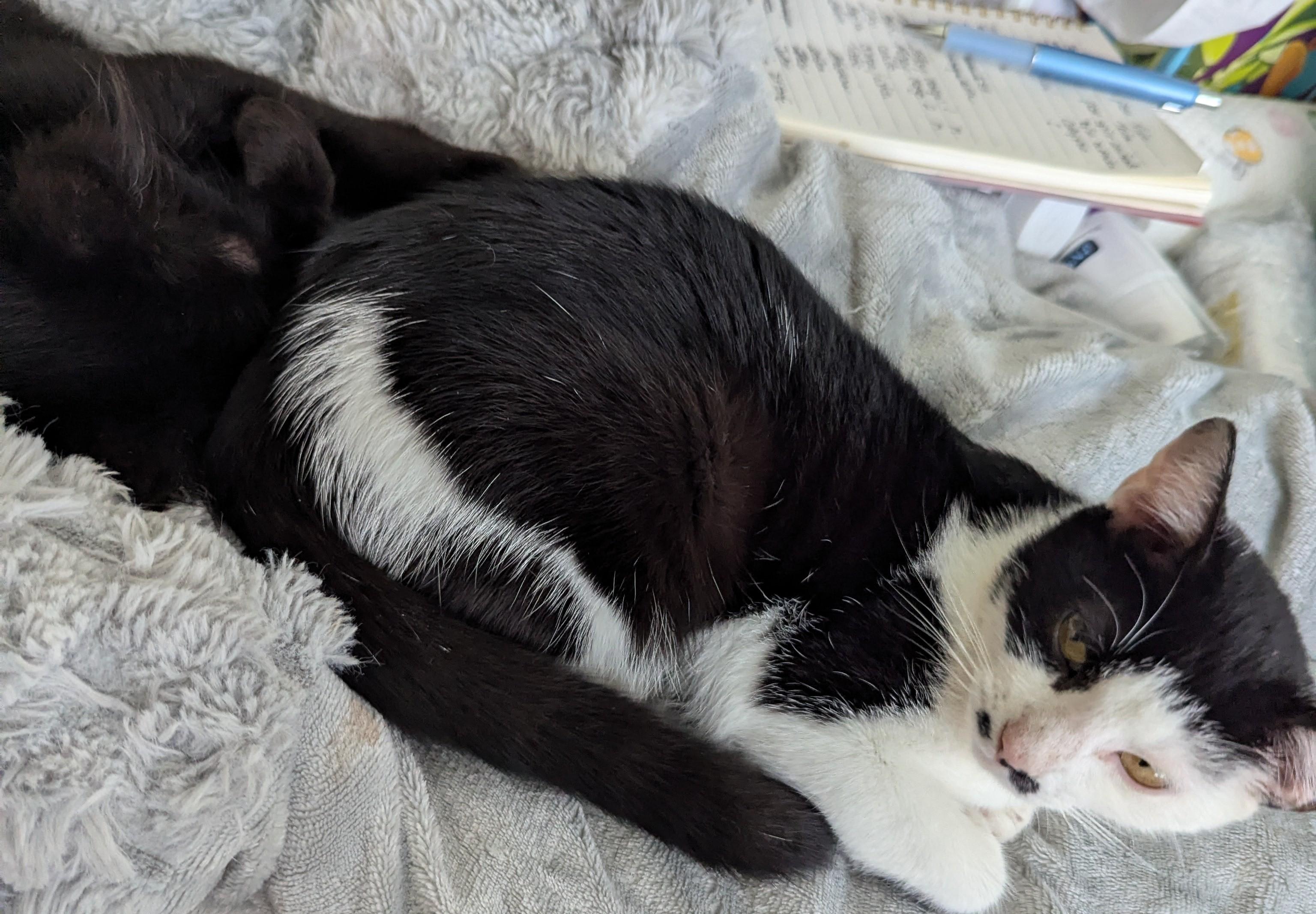 Enlarge Juliet , a Adoptable Domestic Short Hair in Malden, MA image 6/6