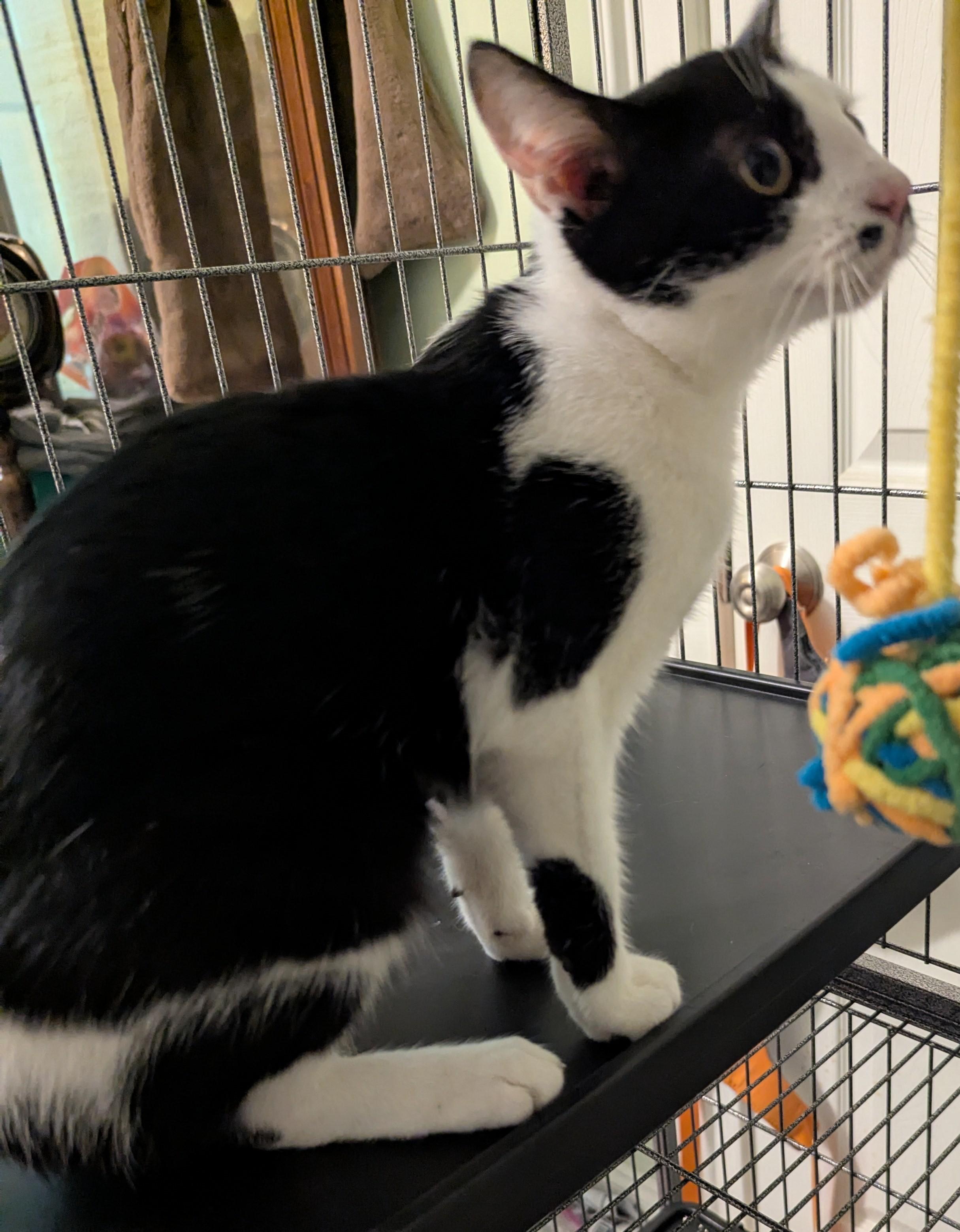 Enlarge Juliet , a Adoptable Domestic Short Hair in Malden, MA image 4/6