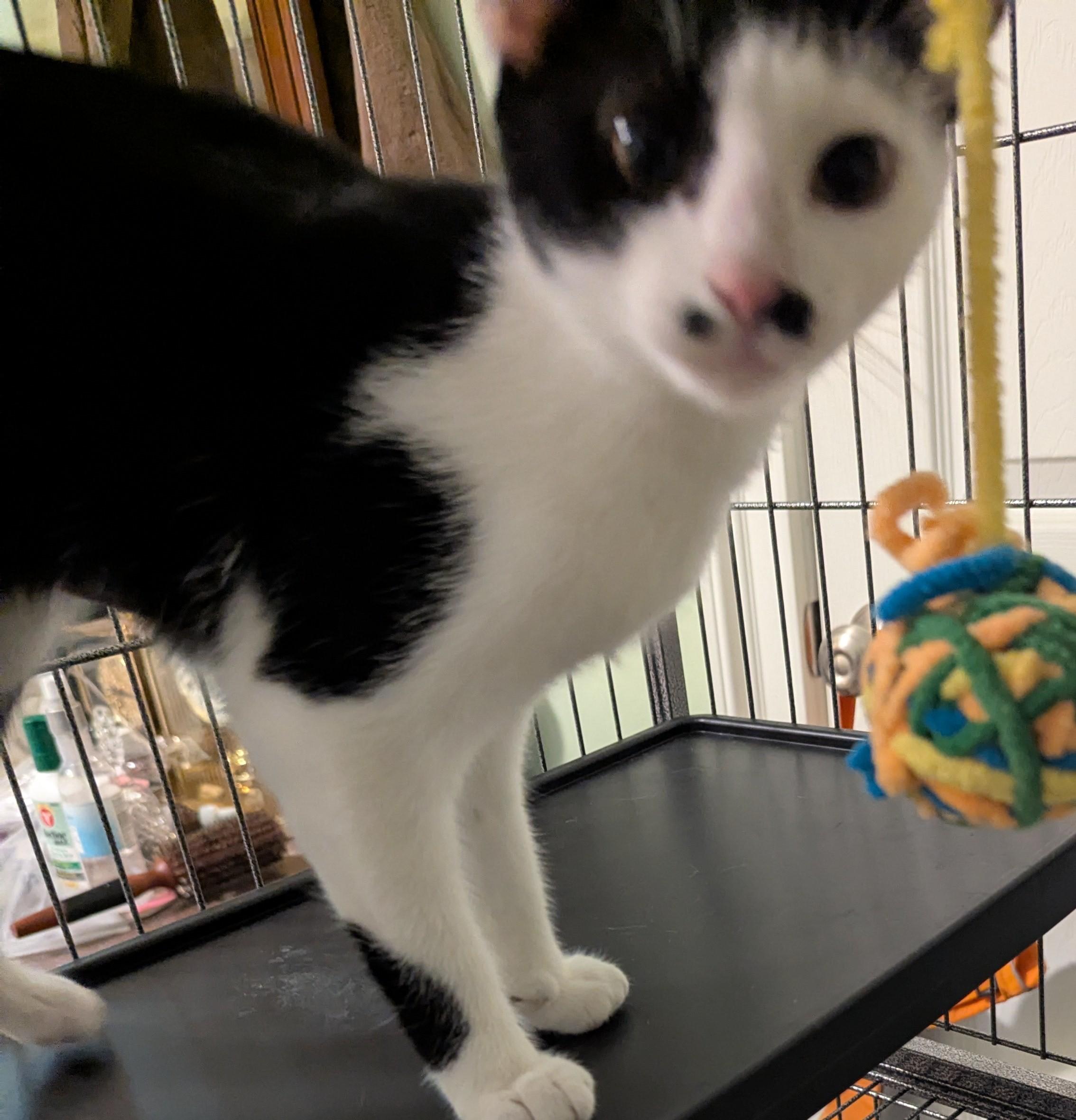 Juliet - Great Companion Kitty, Adoptable, Kitten Female Domestic Short Hair.