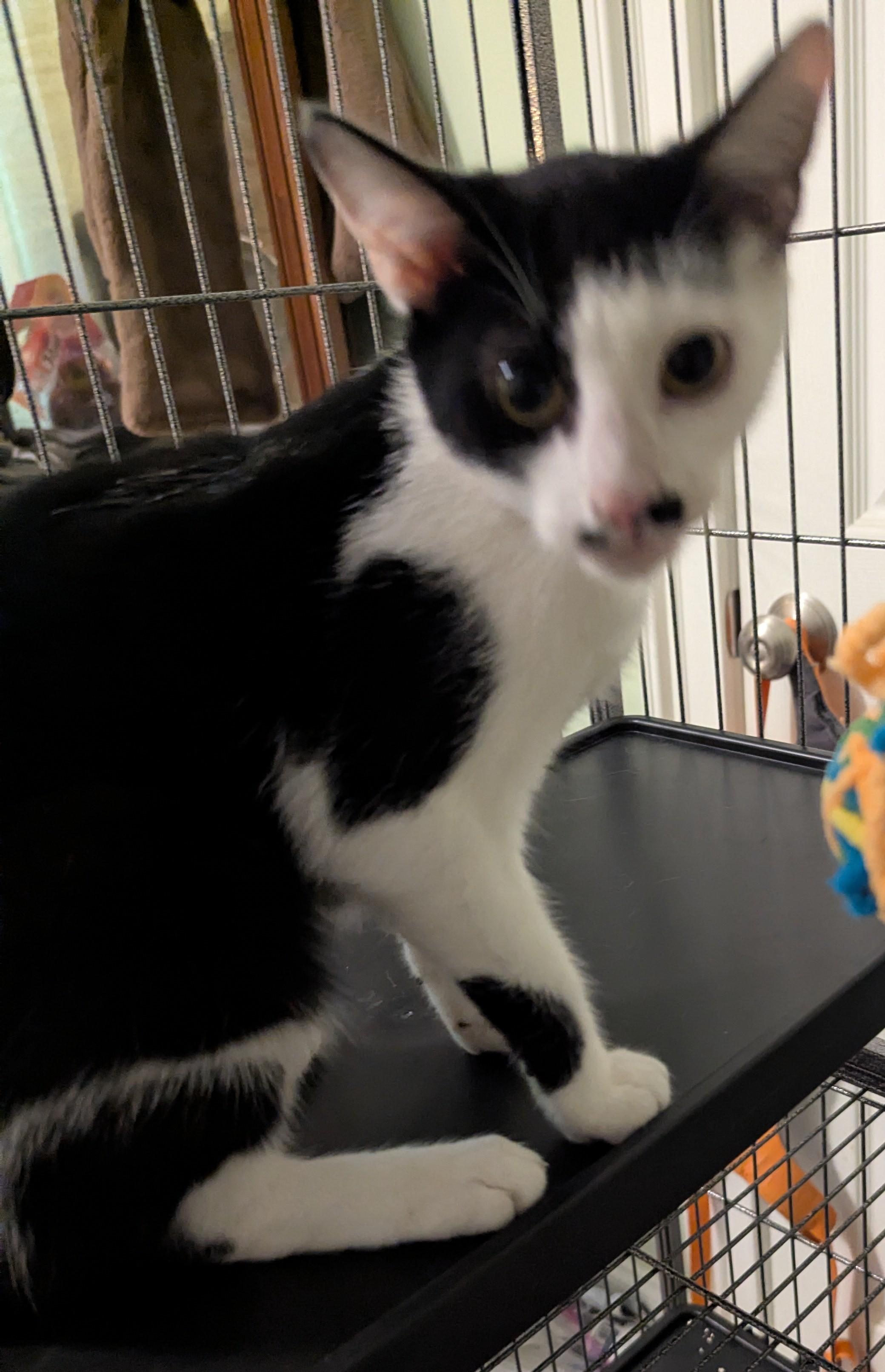 Enlarge Juliet , a Adoptable Domestic Short Hair in Malden, MA image 2/6