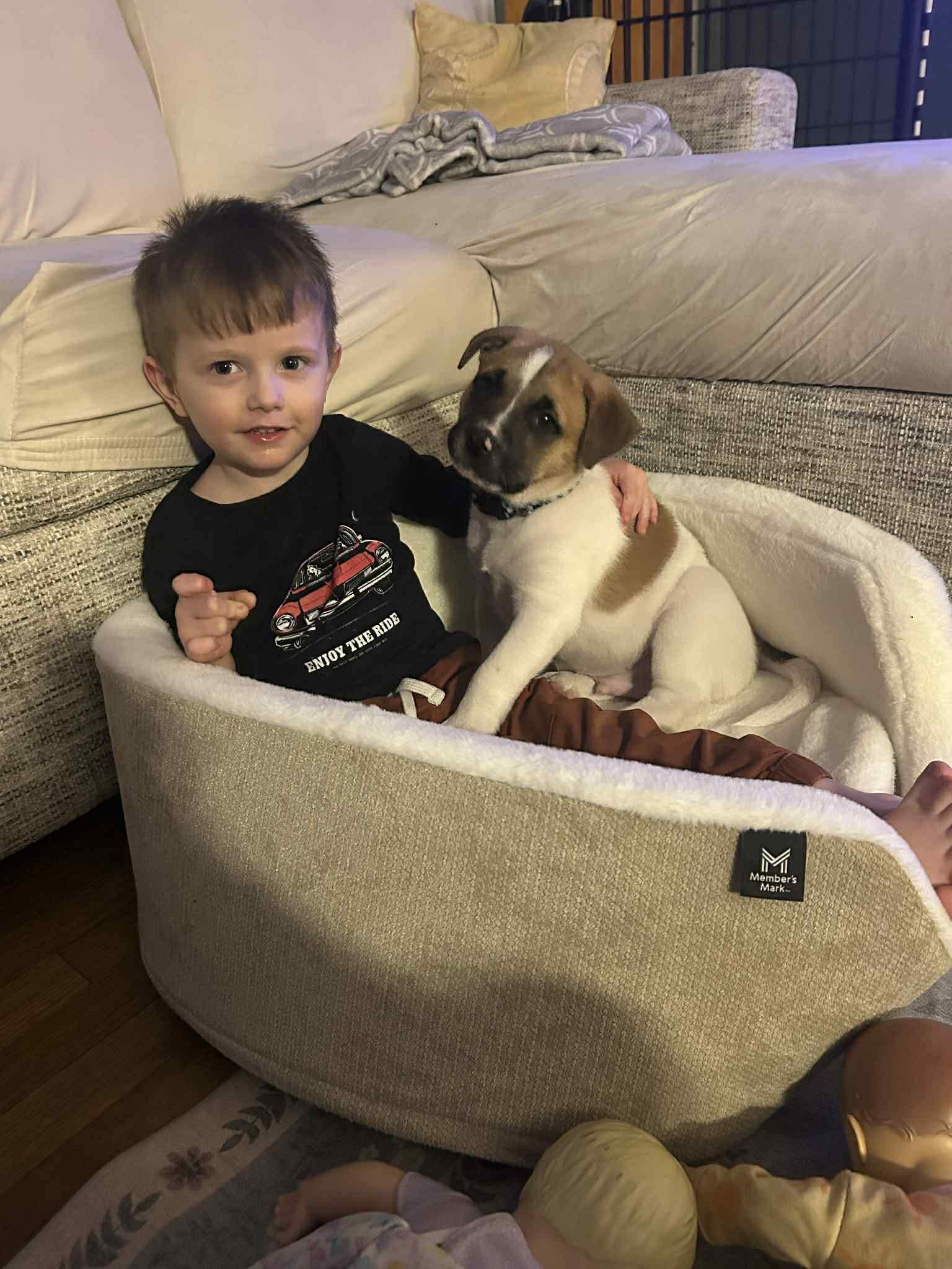 Enlarge Raphael, a ADOPTABLE mixed breed in Crown Point, IN image 5/6