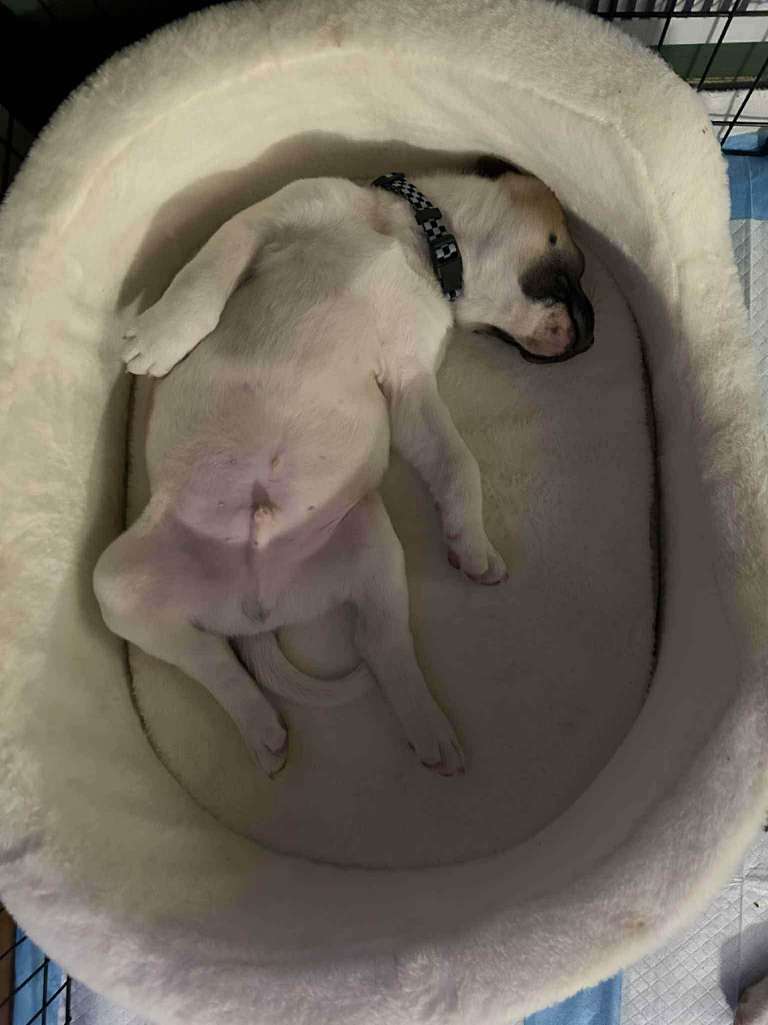 Enlarge Raphael, a ADOPTABLE mixed breed in Crown Point, IN image 4/6