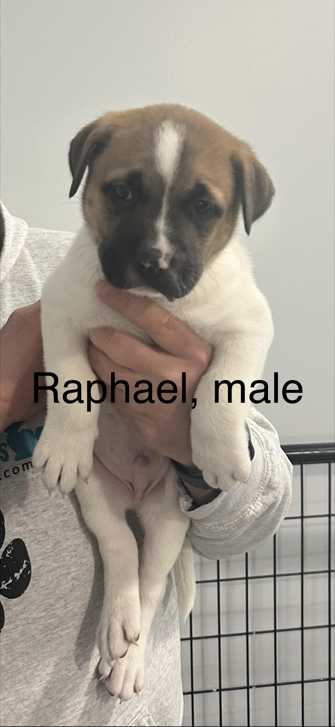 Enlarge Raphael, a ADOPTABLE mixed breed in Crown Point, IN image 3/6