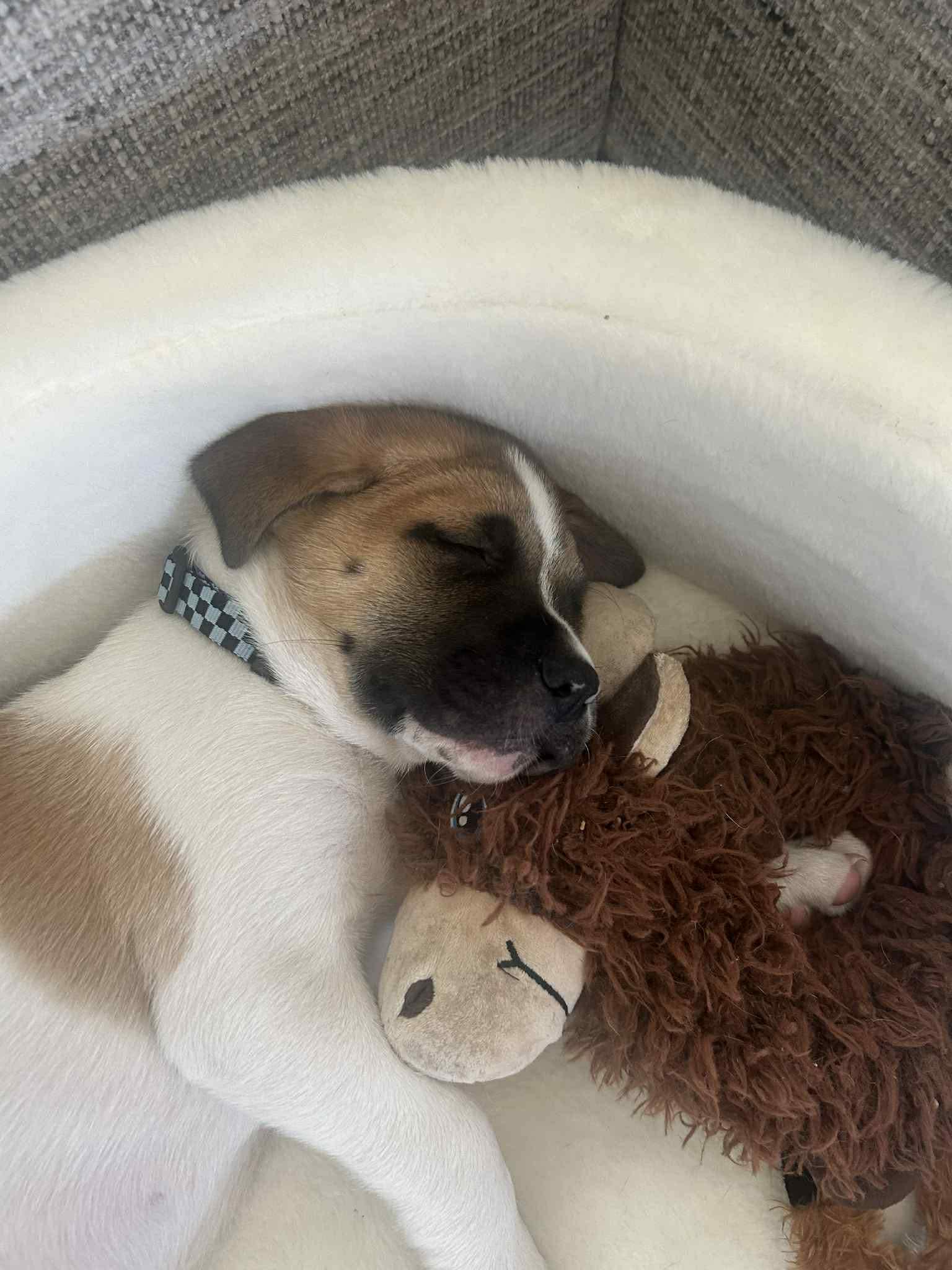 Enlarge Raphael, a ADOPTABLE mixed breed in Crown Point, IN image 2/6