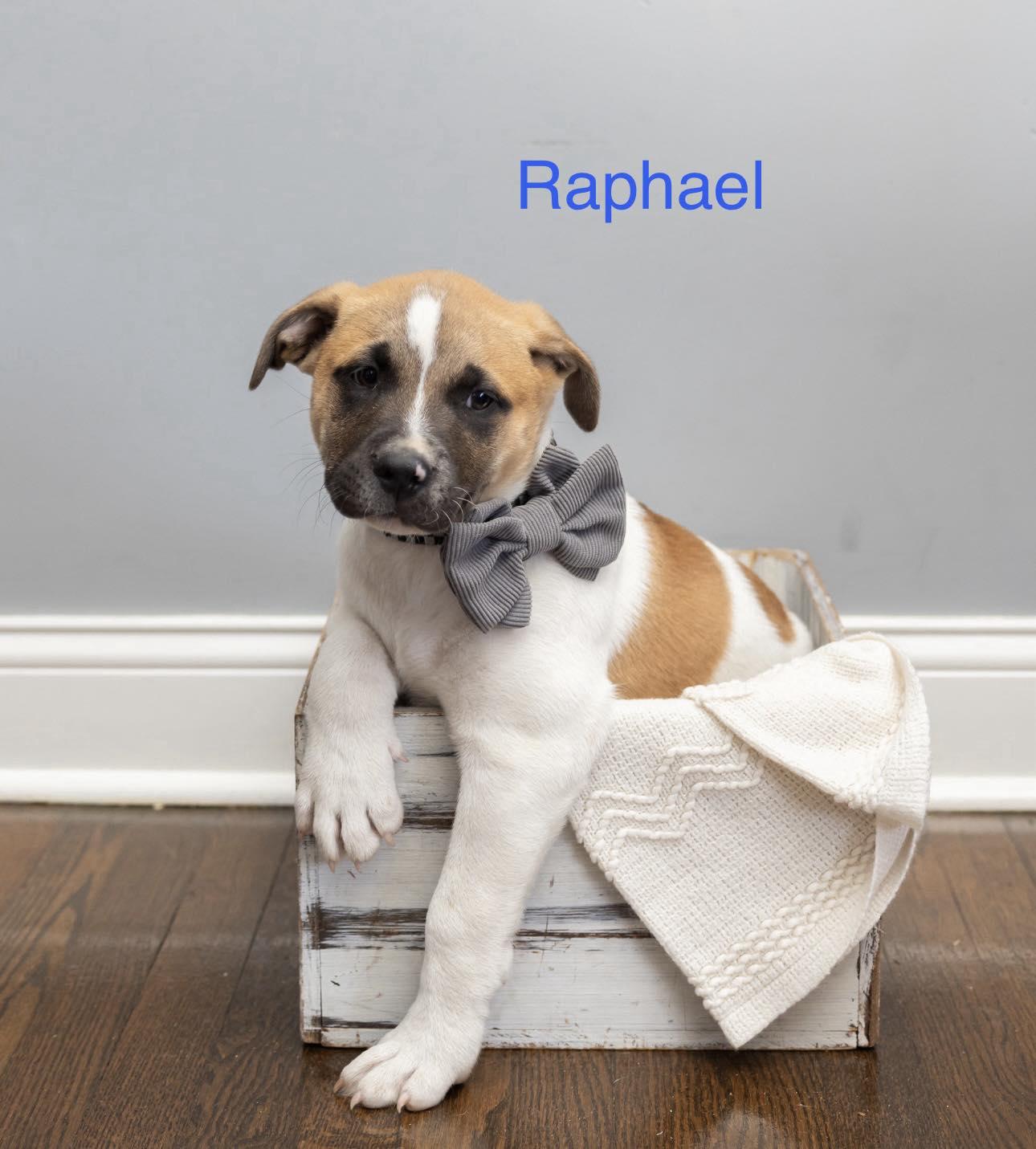 Raphael, ADOPTABLE, Puppy Male Akita.