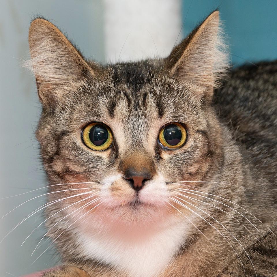 Enlarge Jane, a Adoptable Domestic Short Hair in Troy, OH image 1/2