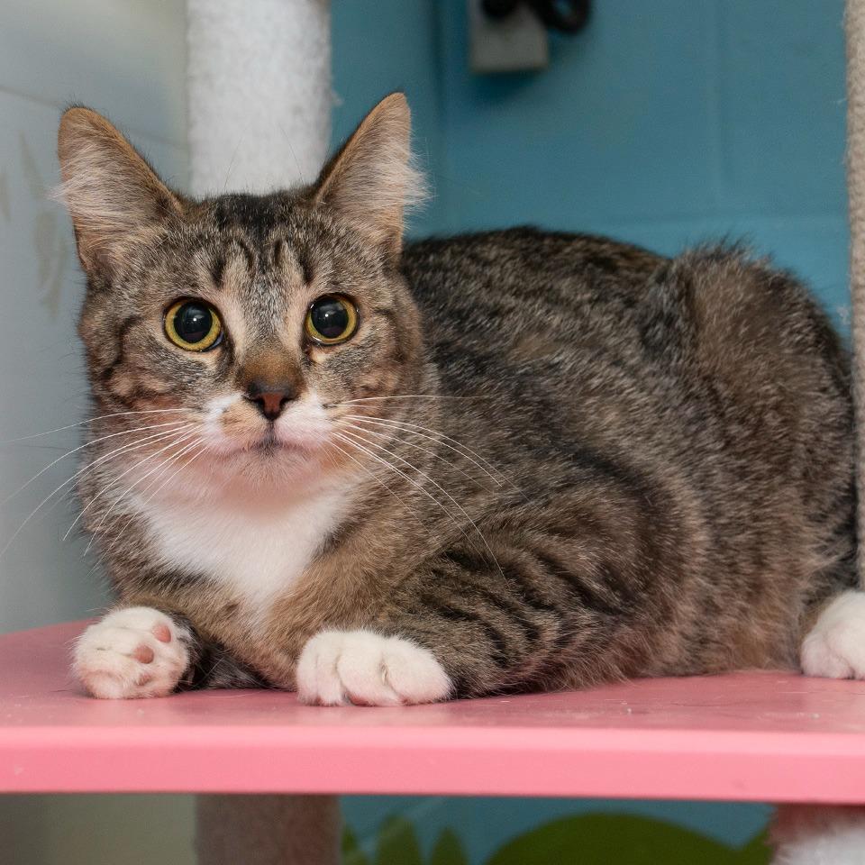 Enlarge Jane, a Adoptable Domestic Short Hair in Troy, OH image 2/2