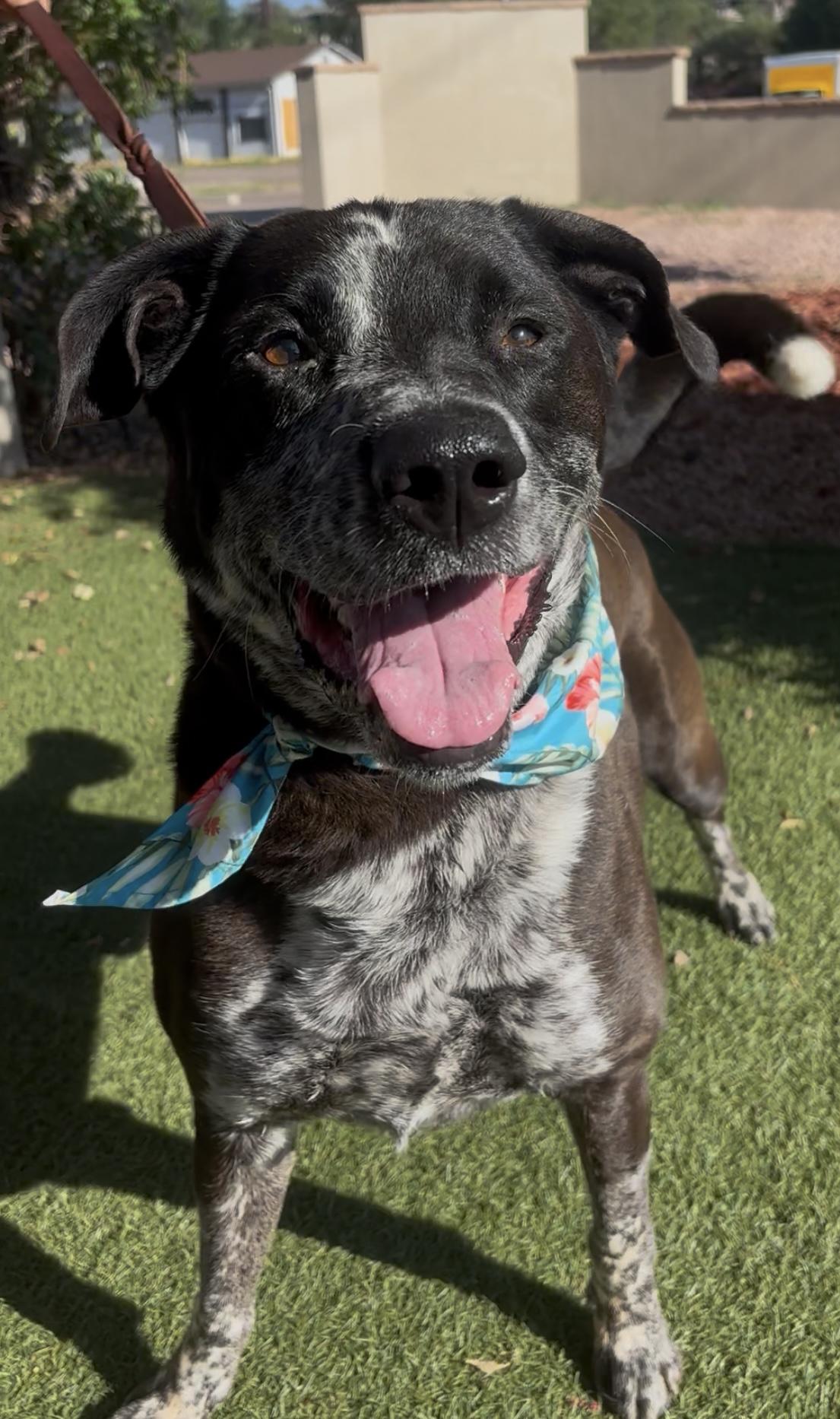 Link, Adoptable, Senior Male Catahoula Leopard Dog & Australian Cattle Dog / Blue Heeler.