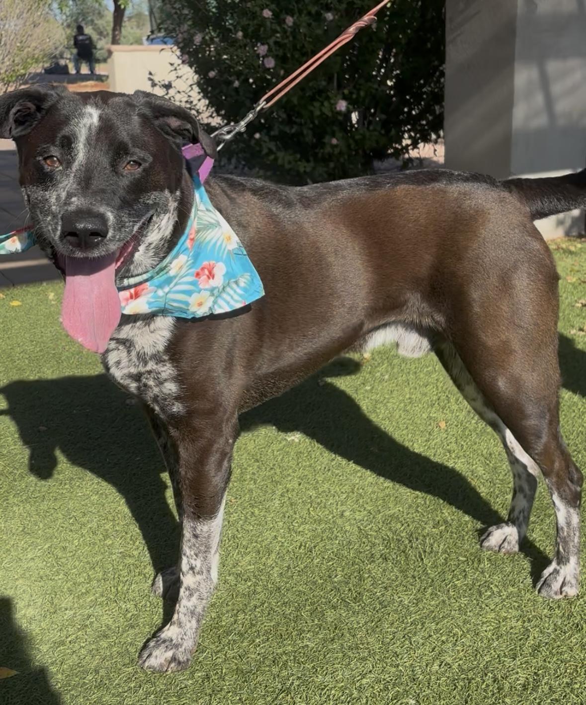 Enlarge Link, a Adoptable mixed breed in Payson, AZ image 2/3