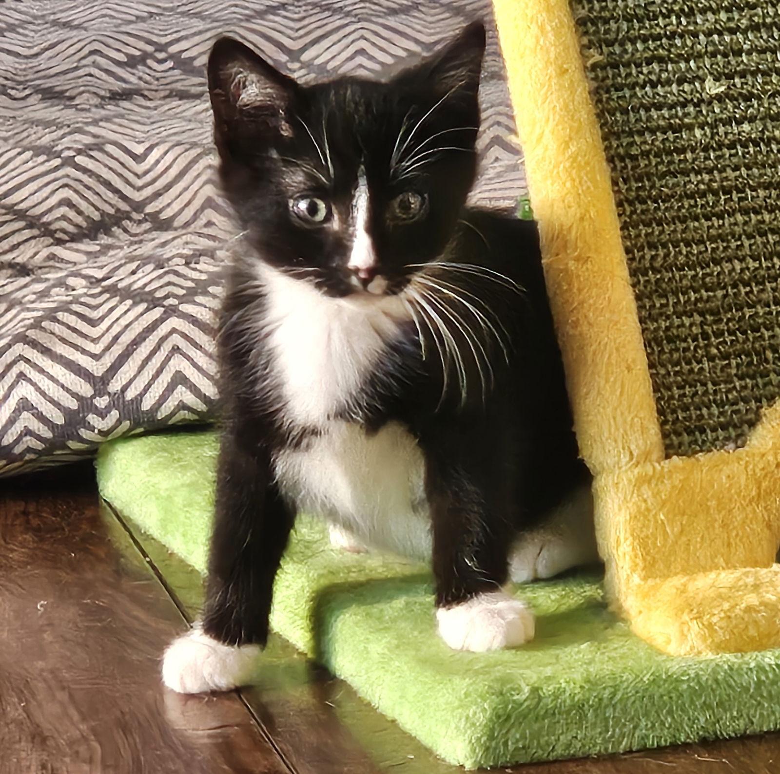 Cobweb, Adoptable, Adult Male Domestic Short Hair.