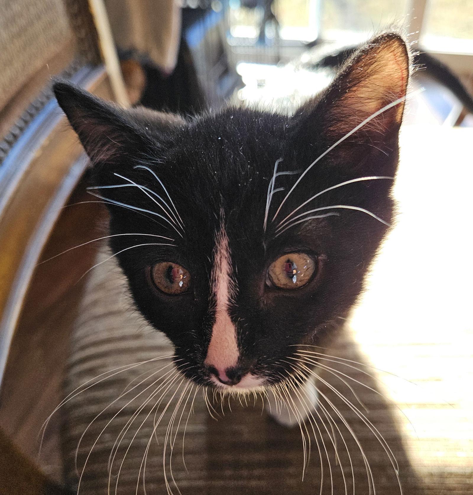 Cobweb, a Adoptable Domestic Short Hair in Brooklyn Center, MN image 2/3