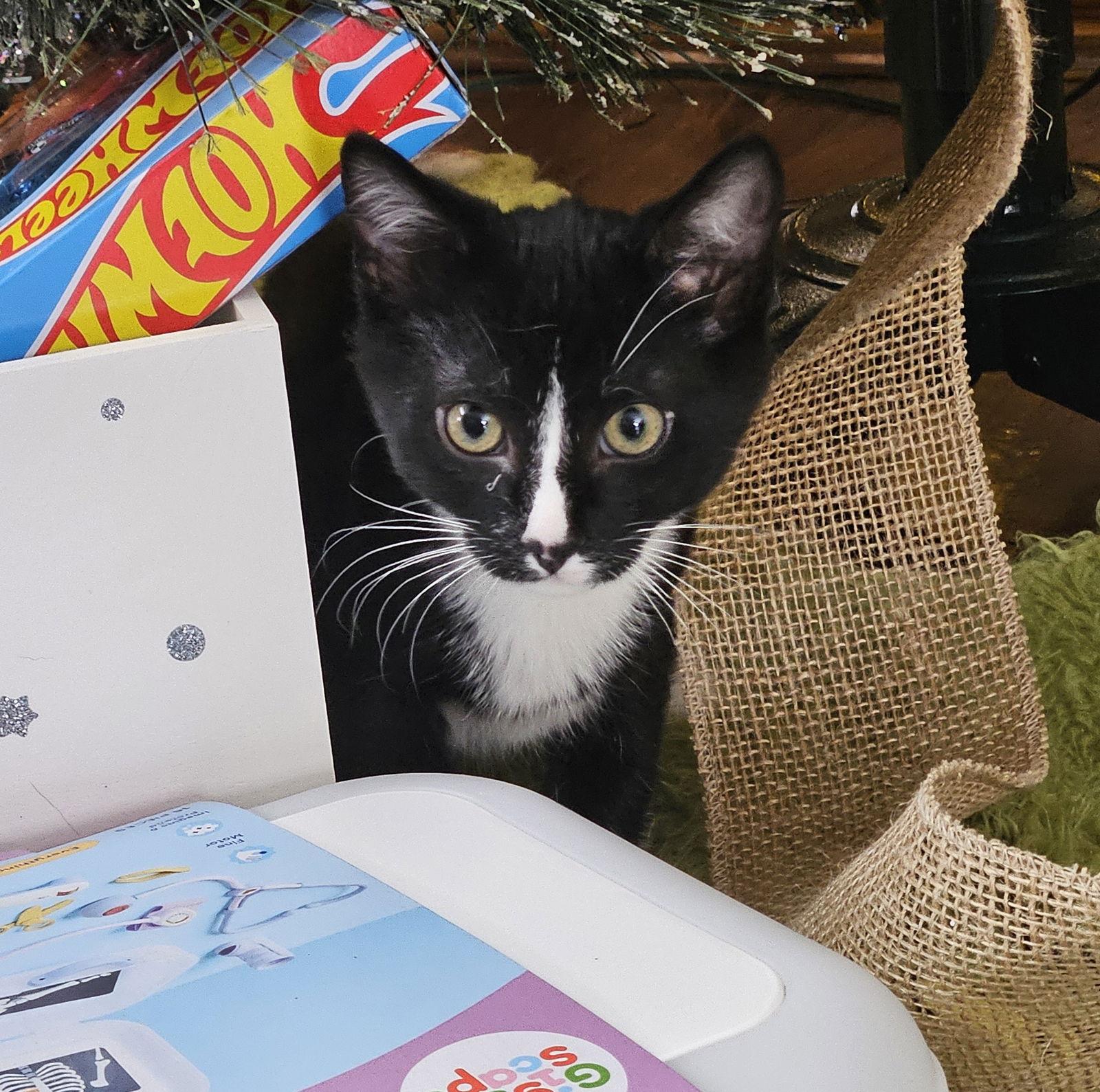 Cobweb, a Adoptable Domestic Short Hair in Brooklyn Center, MN image 3/3