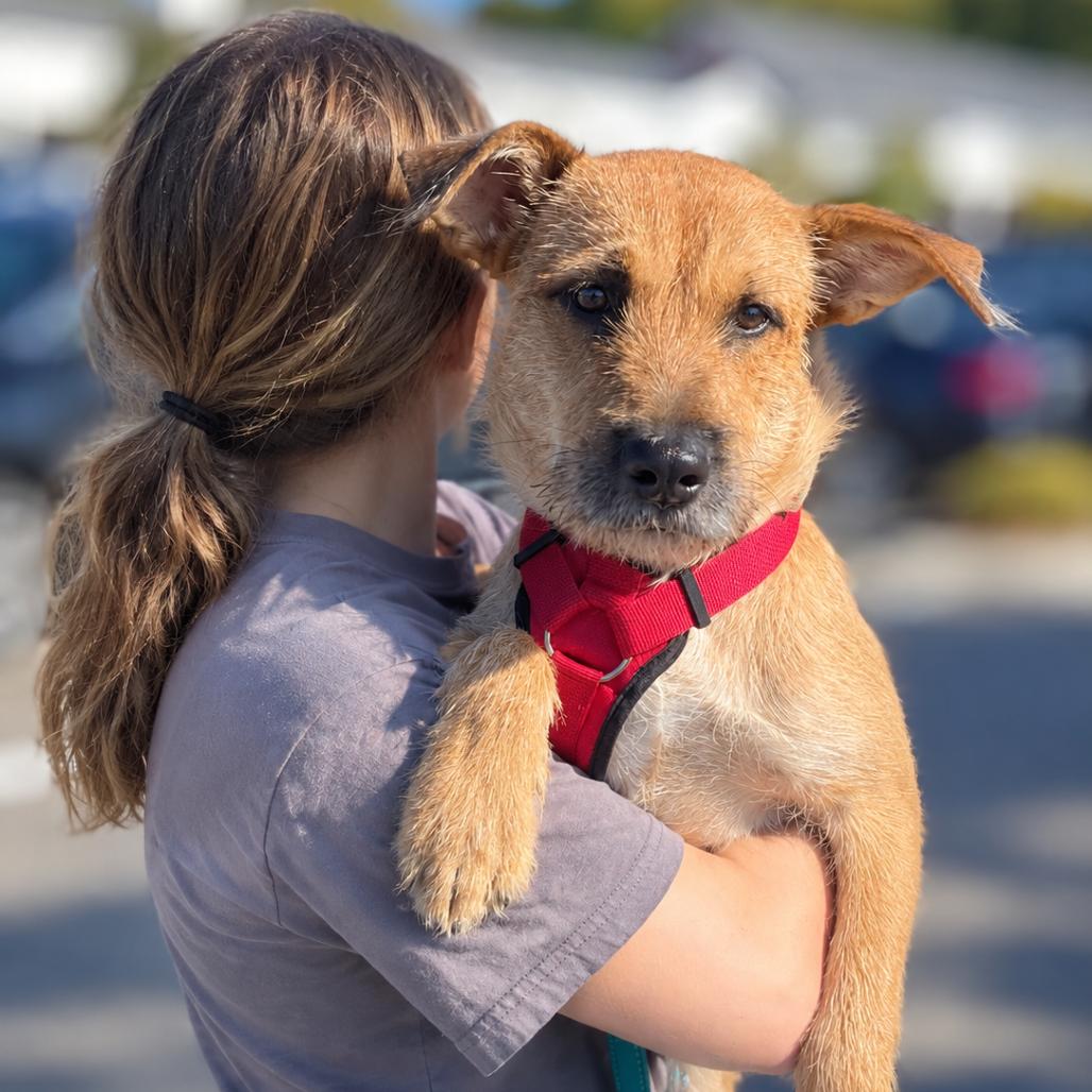 Chance, Adopted, Adult Male Terrier.