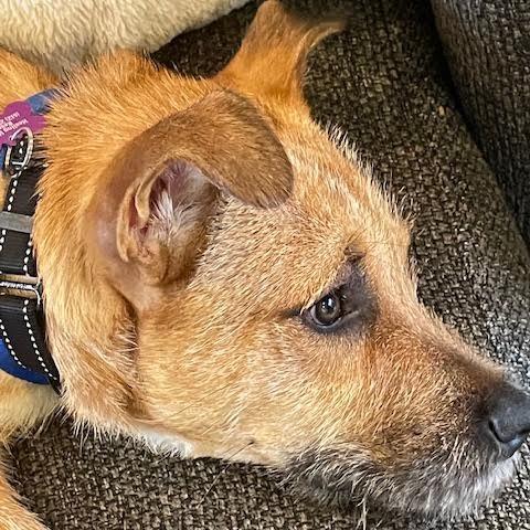 Enlarge Chance, a Adopted Terrier in Crystal, MN image 2/5