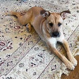Enlarge Chance, a Adopted Terrier in Crystal, MN image 3/5