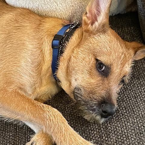 Enlarge Chance, a Adopted Terrier in Crystal, MN image 4/5
